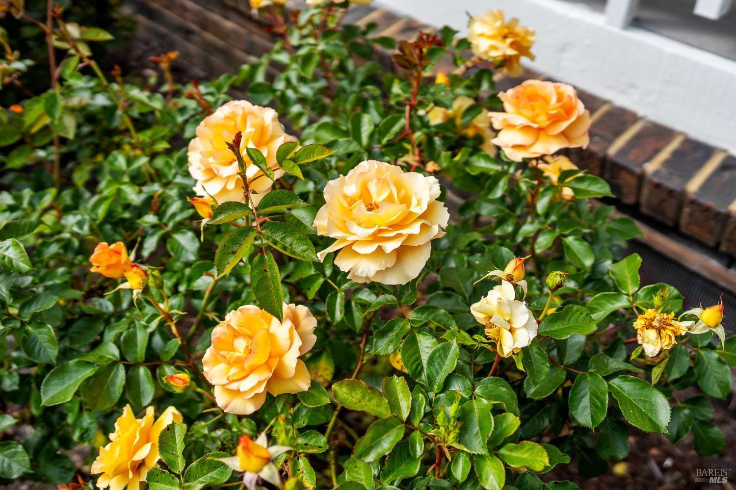 9724 Green Valley Rd