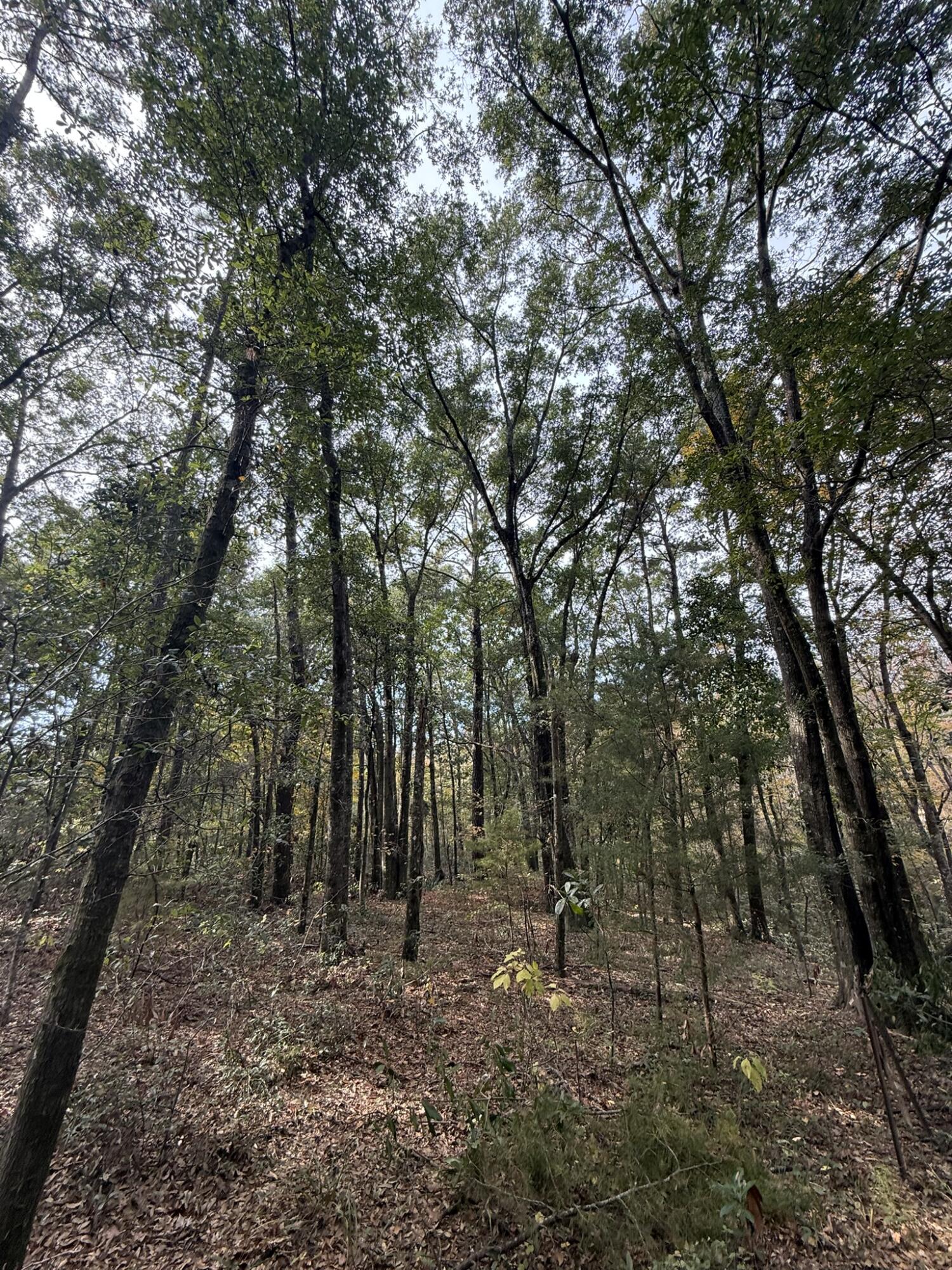 0 Yellow House, Lot 1 Place