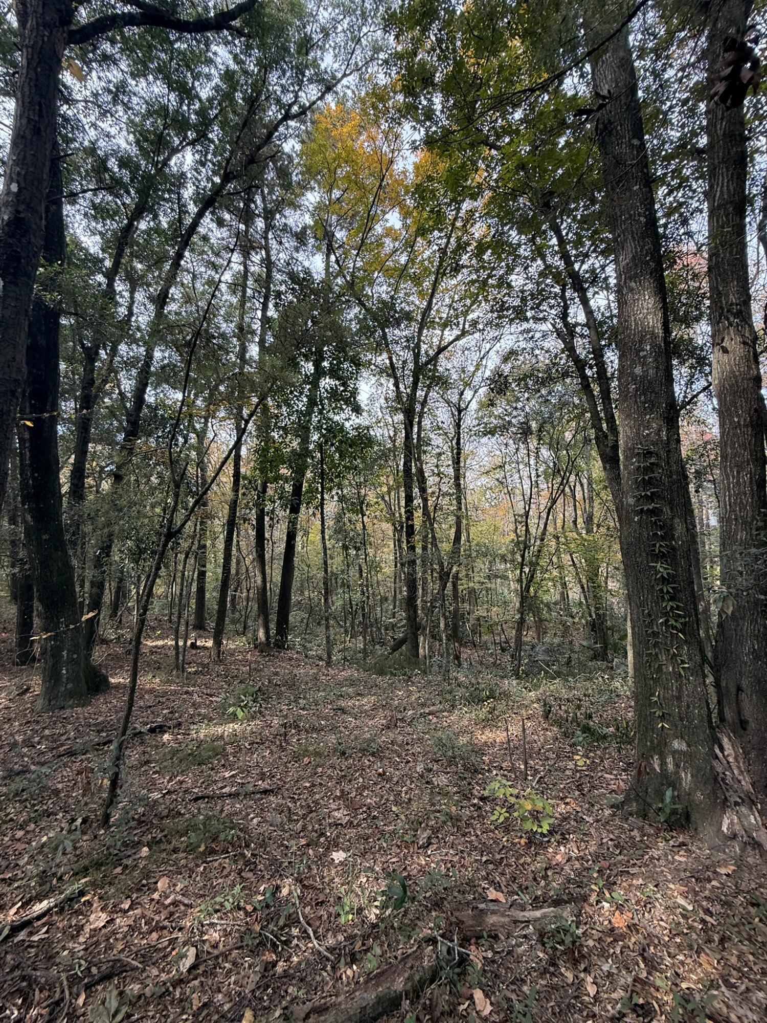 0 Yellow House, Lot 1 Place