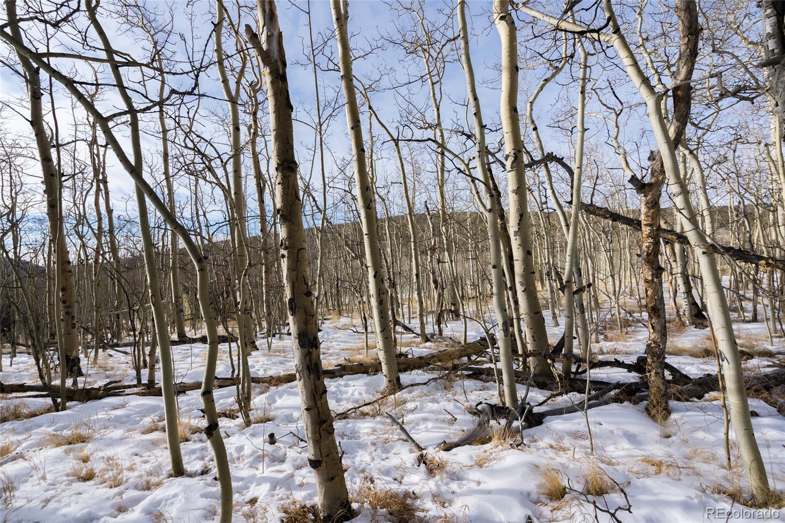 Sheep Ridge Road