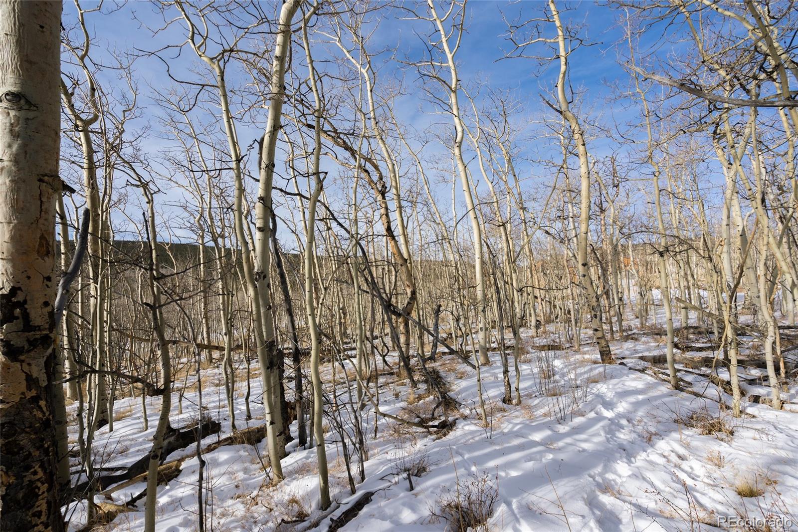 Sheep Ridge Road