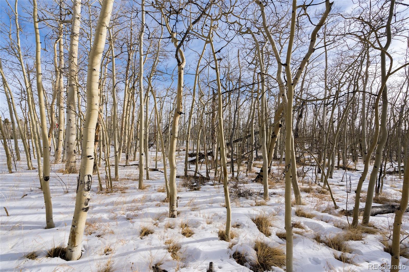 Sheep Ridge Road