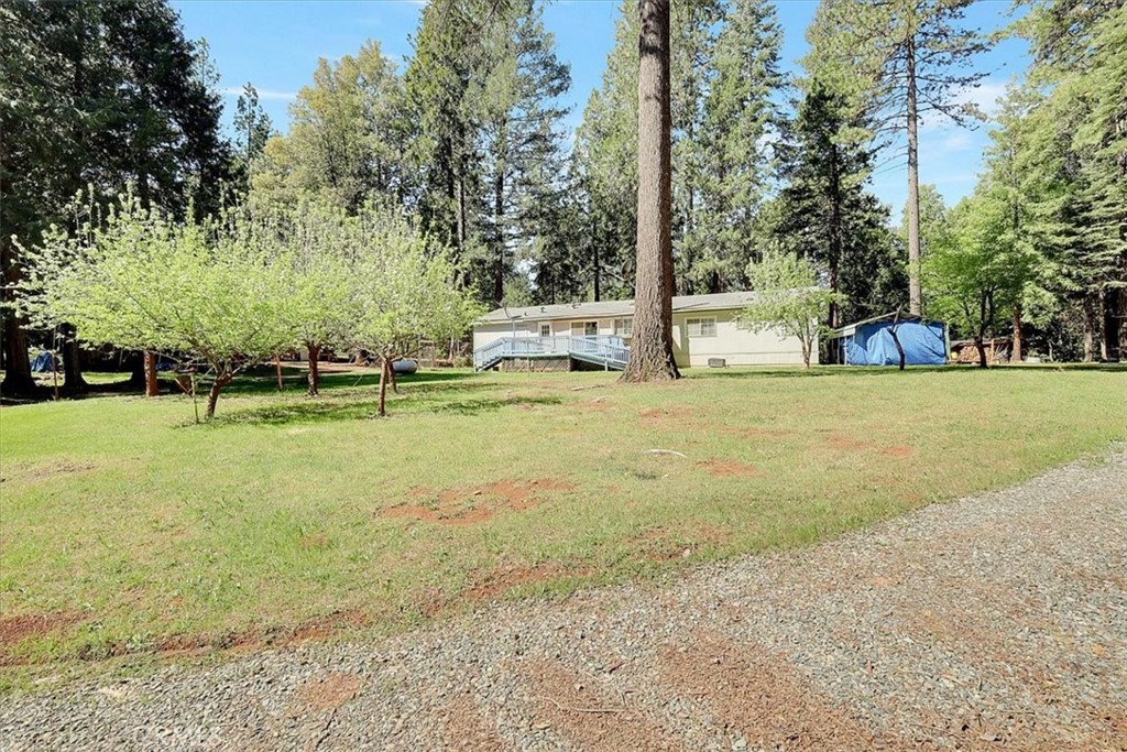 138 Big Fir