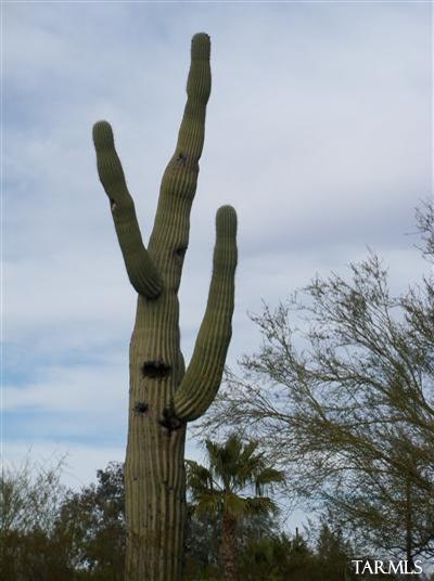 6224 N Camino De Corozal