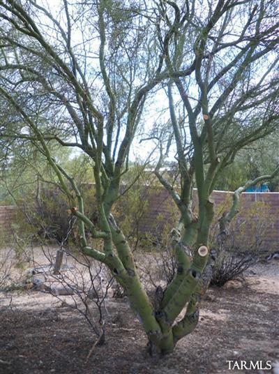 6224 N Camino De Corozal