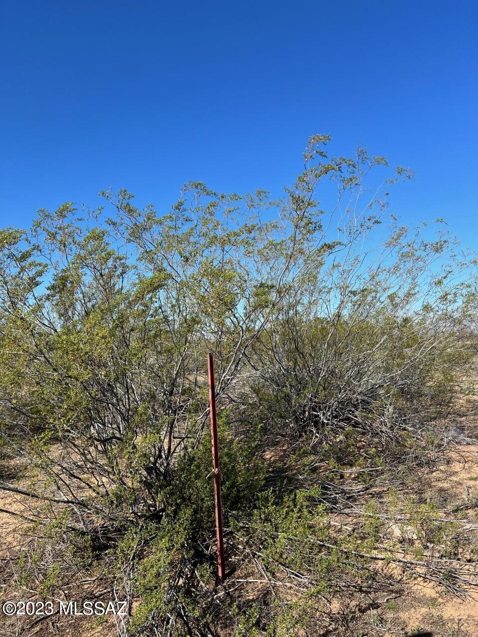 TBD Cherry Blossom Road