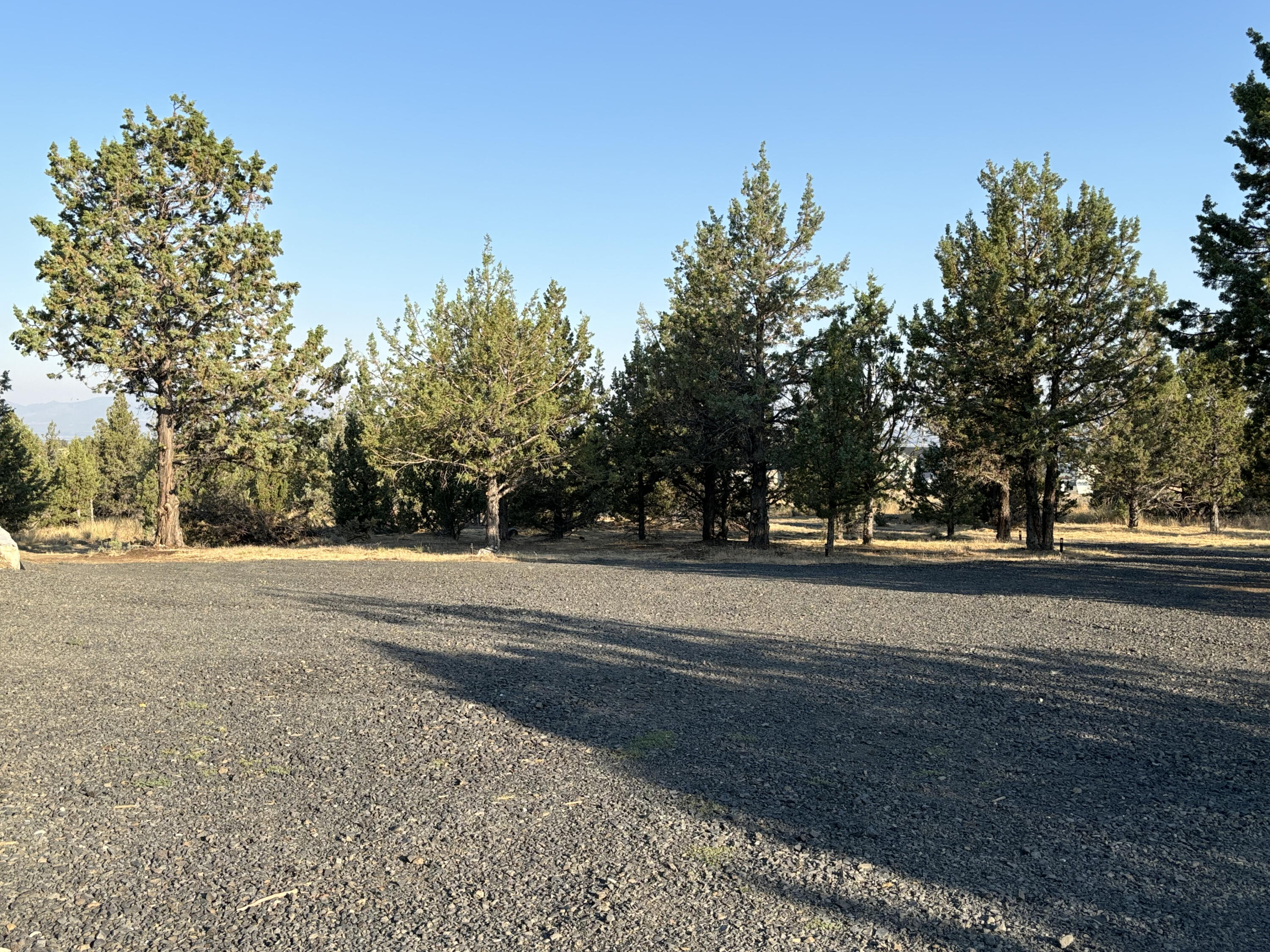 Gravel clearing bordered by mature evergreens, with distant hills visible.
