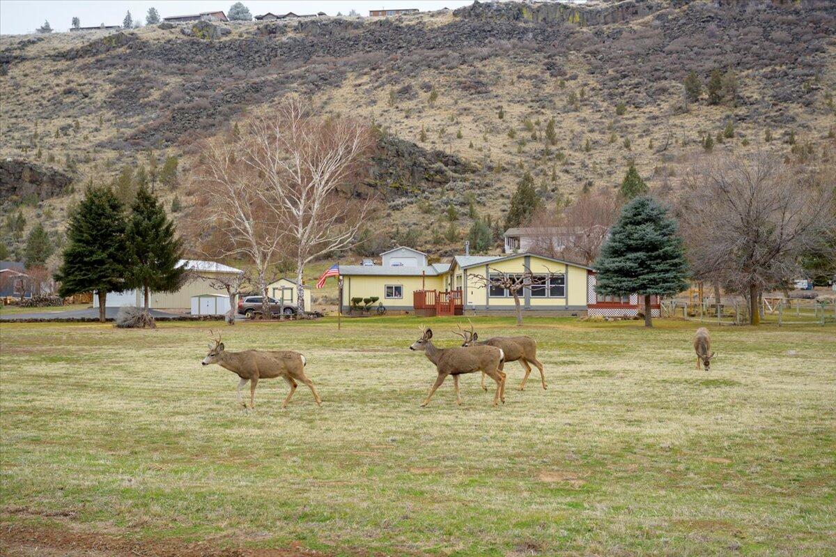 11896 SW Horny Hollow Trail