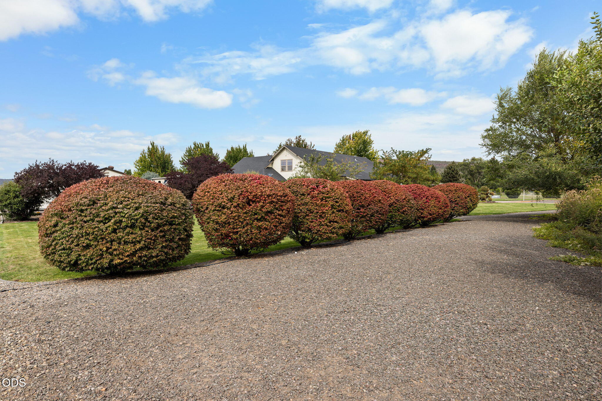 Gravel driveway bordered by rounded red and green shrubs, with the house partly visible behind them.