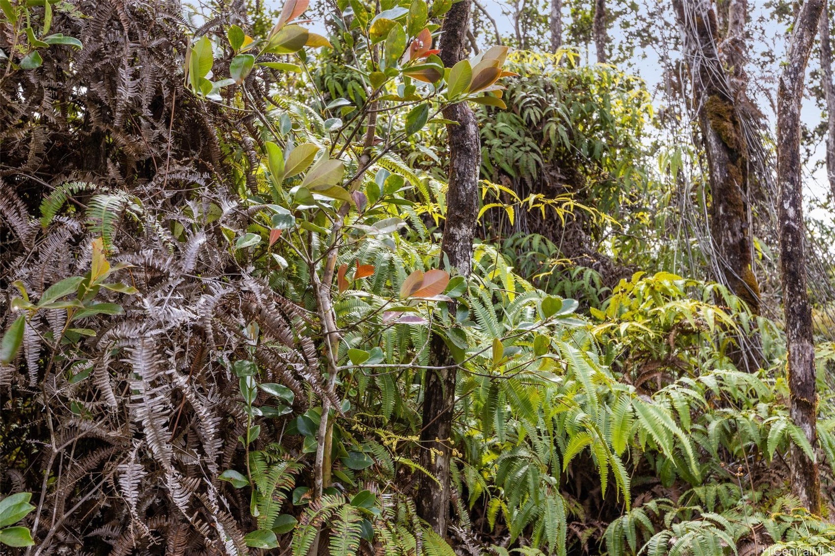 11-3215 Mokuna Street