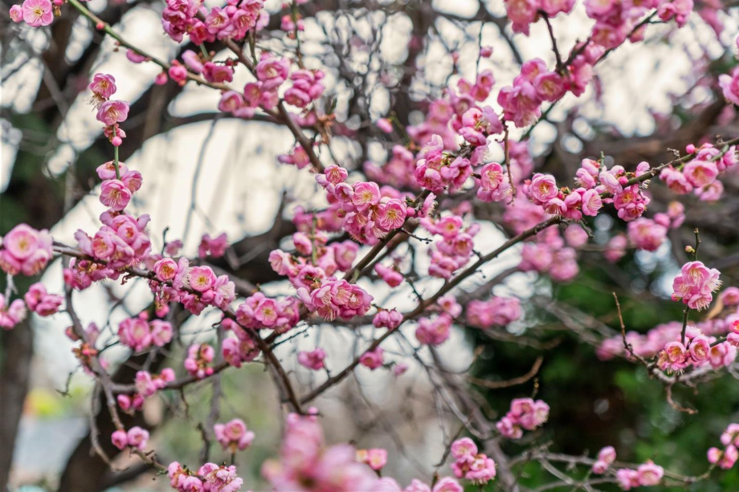 24952 Cypress Avenue