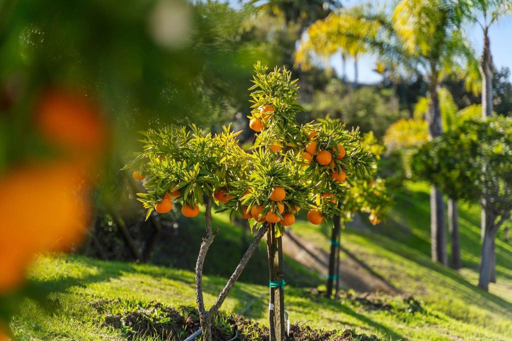 3376 Calle Tres Vistas