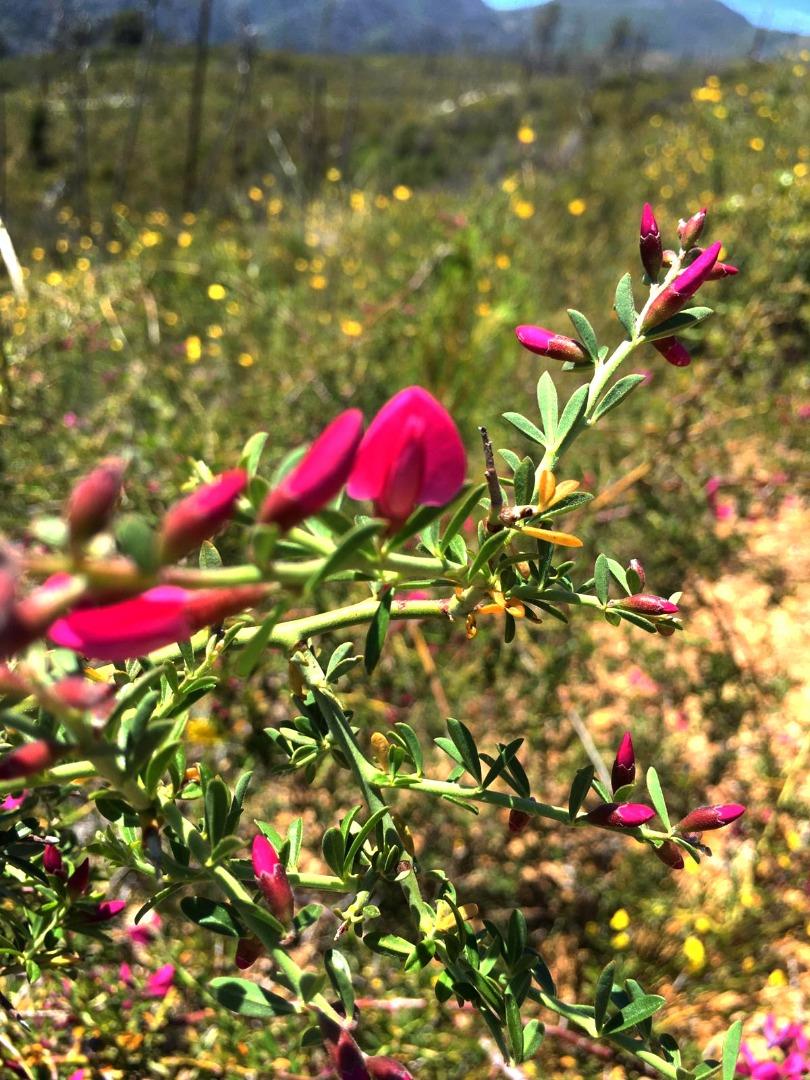 31900 Loma Chiquita RD