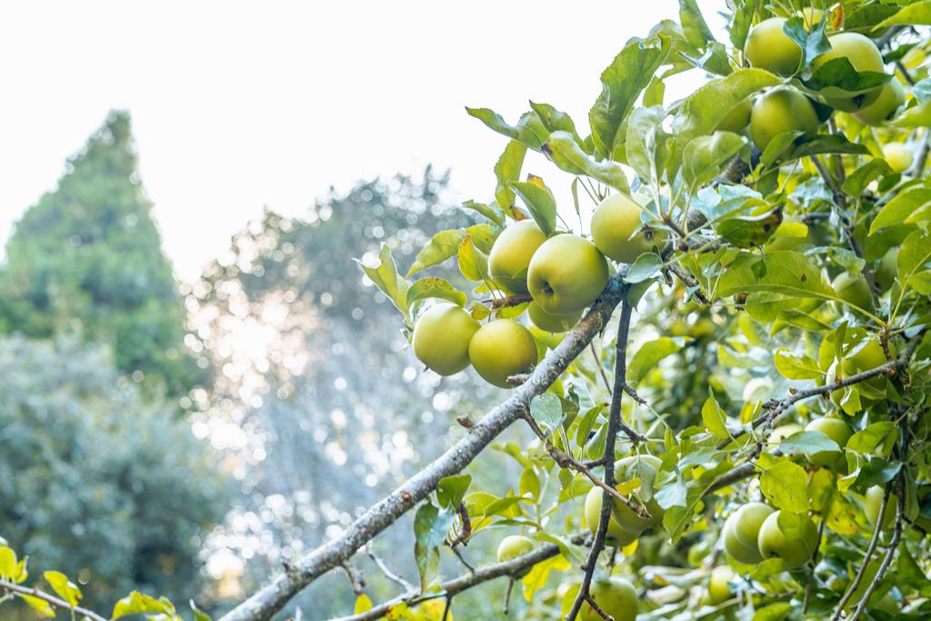 1000 Larkin Valley RD