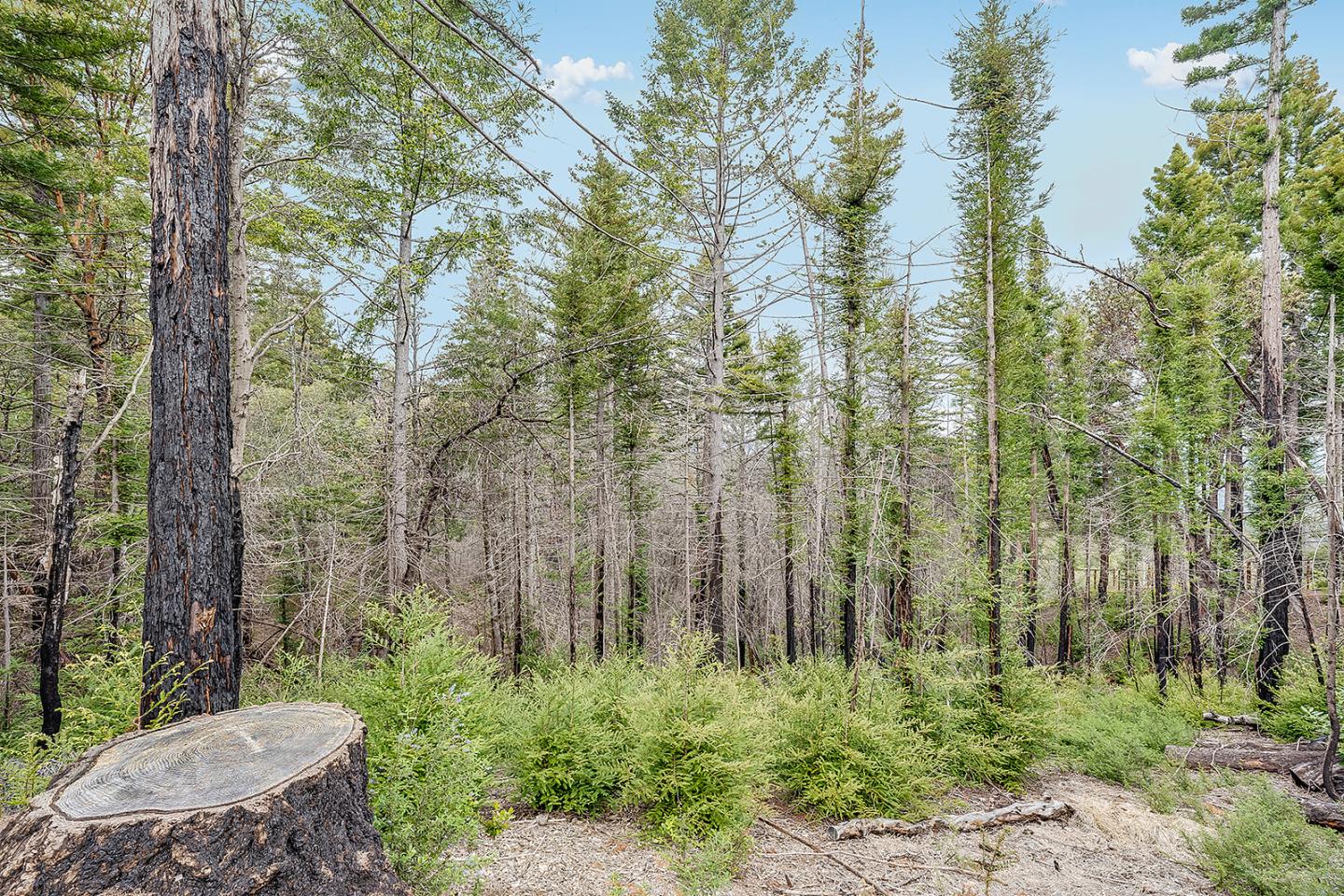 235 Feather LN