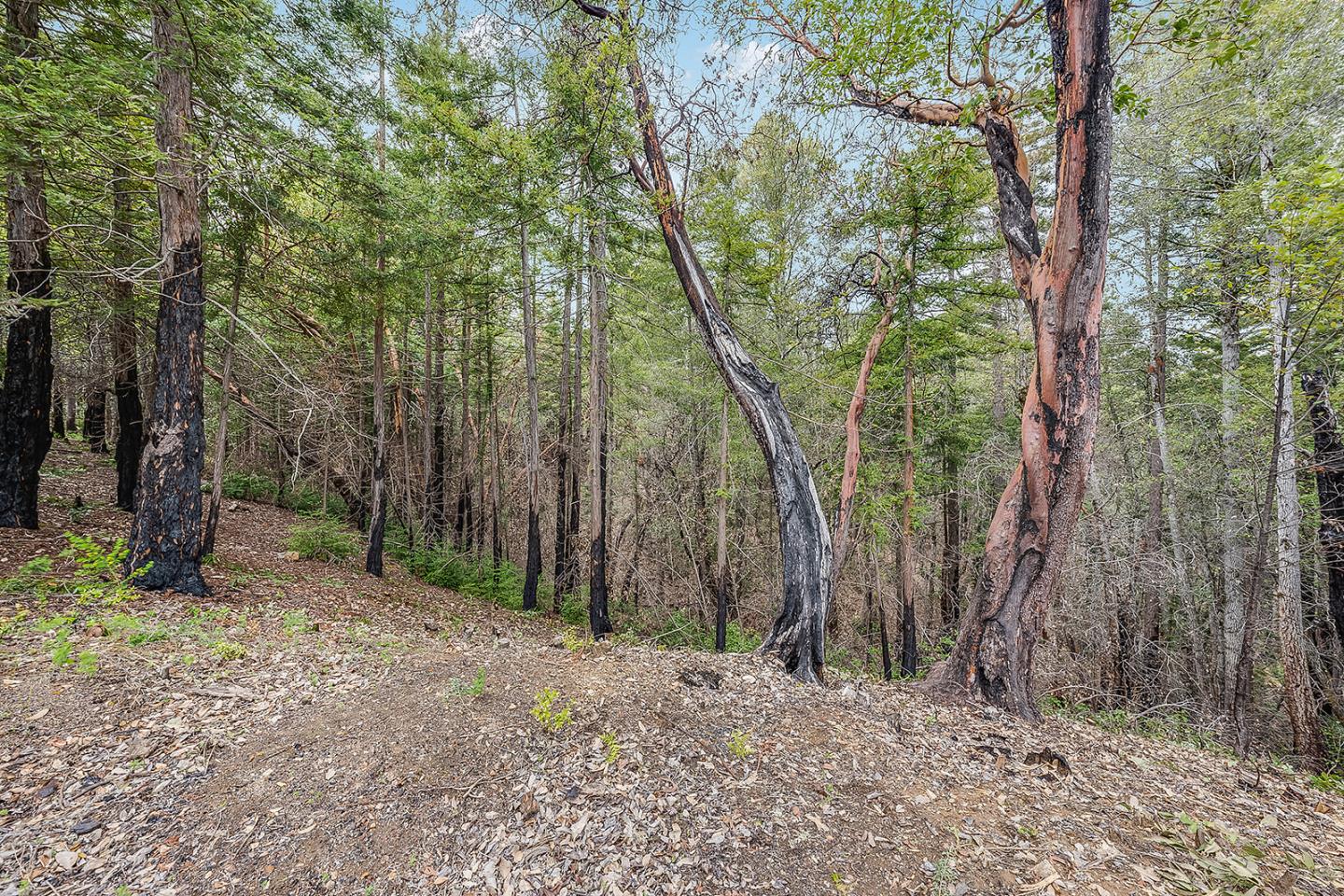 235 Feather LN
