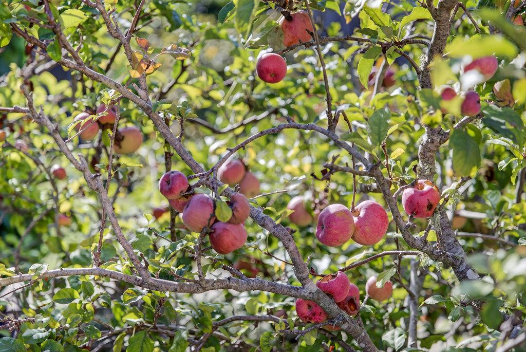 215 Younglove Avenue