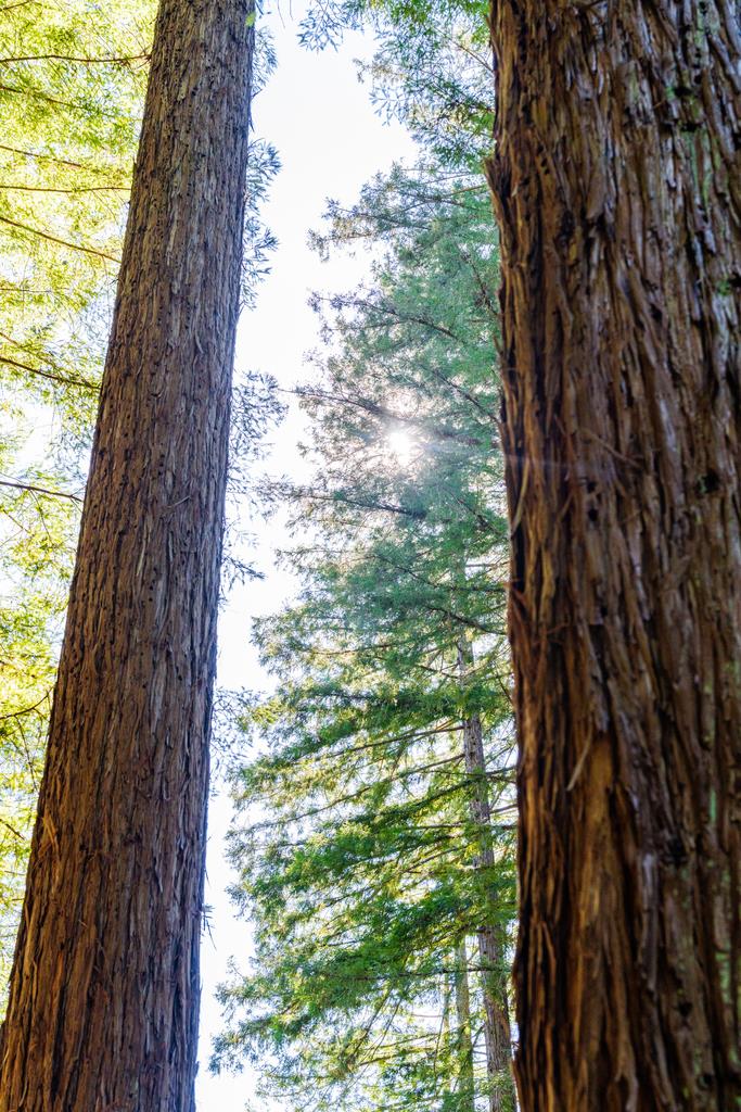 23535 Treeview Trail