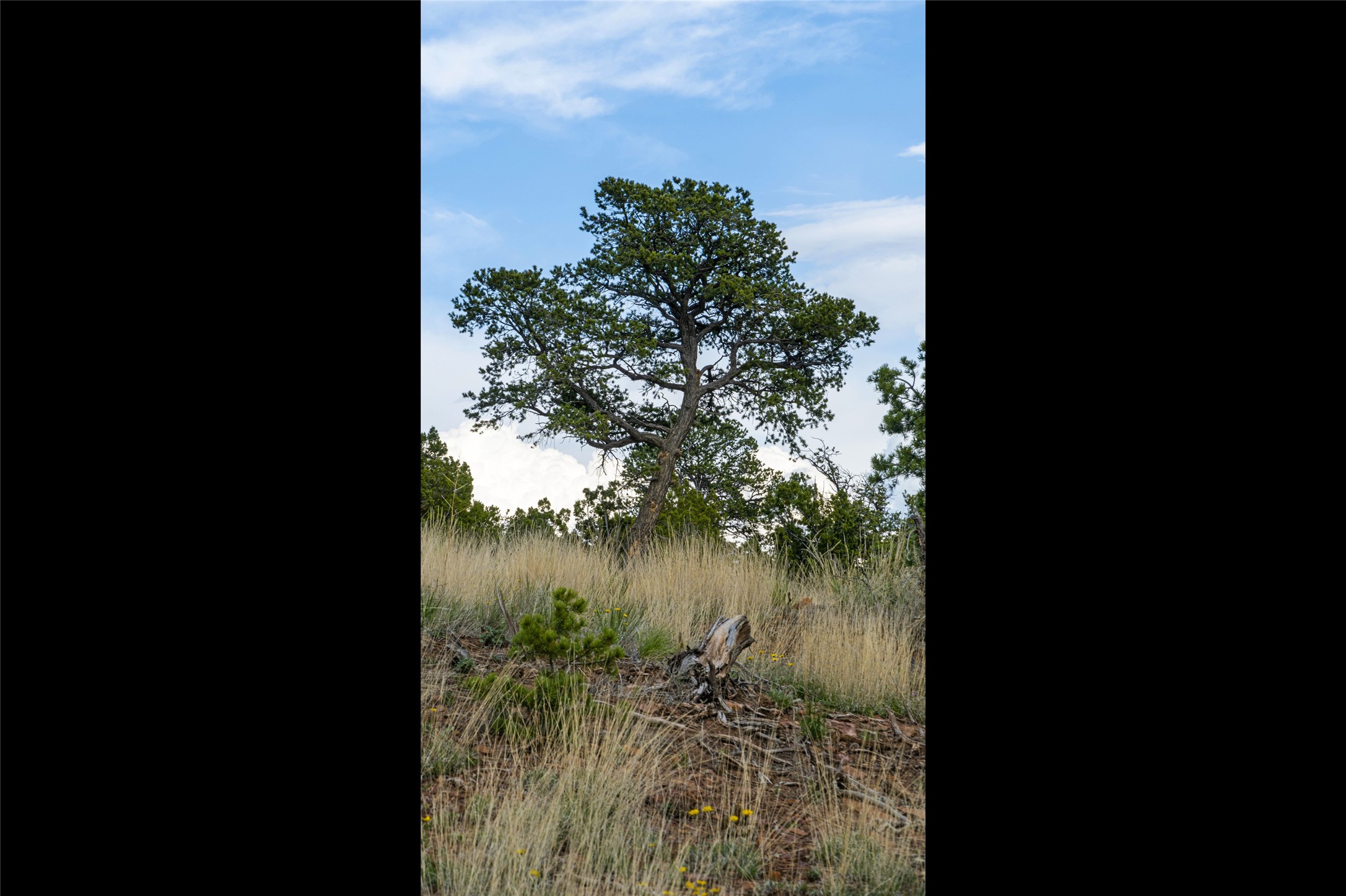 121 Soaring Hawk Trail
