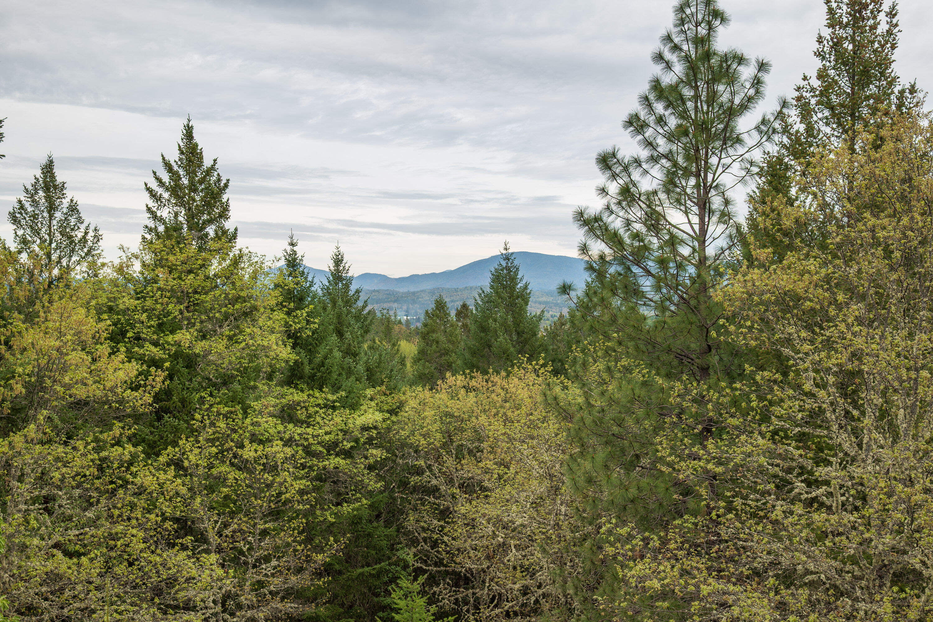 398 Madrone Ridge Drive