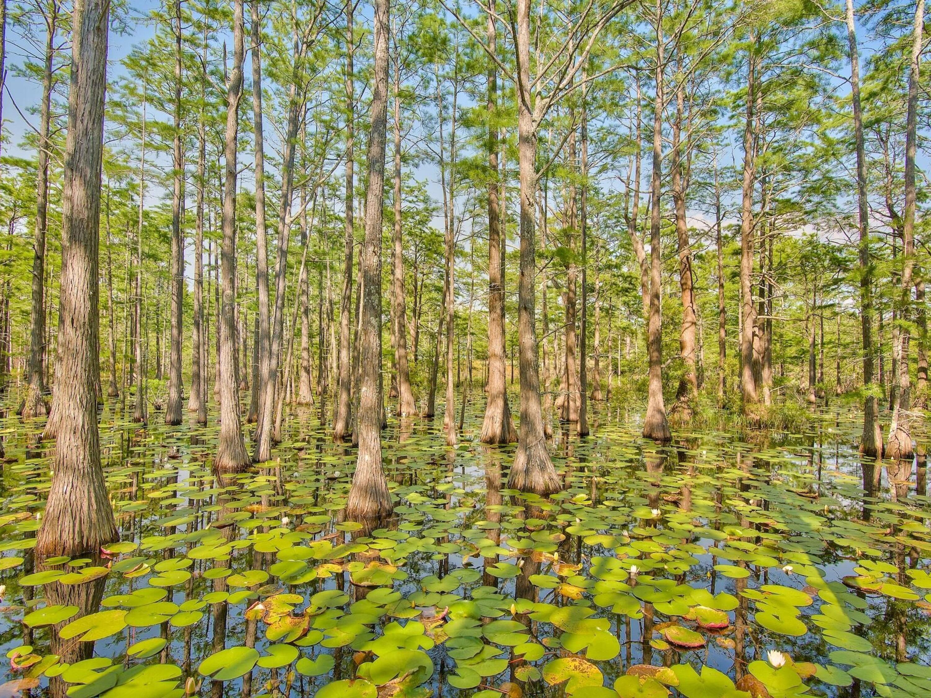 Lot 105 Cypress Walk