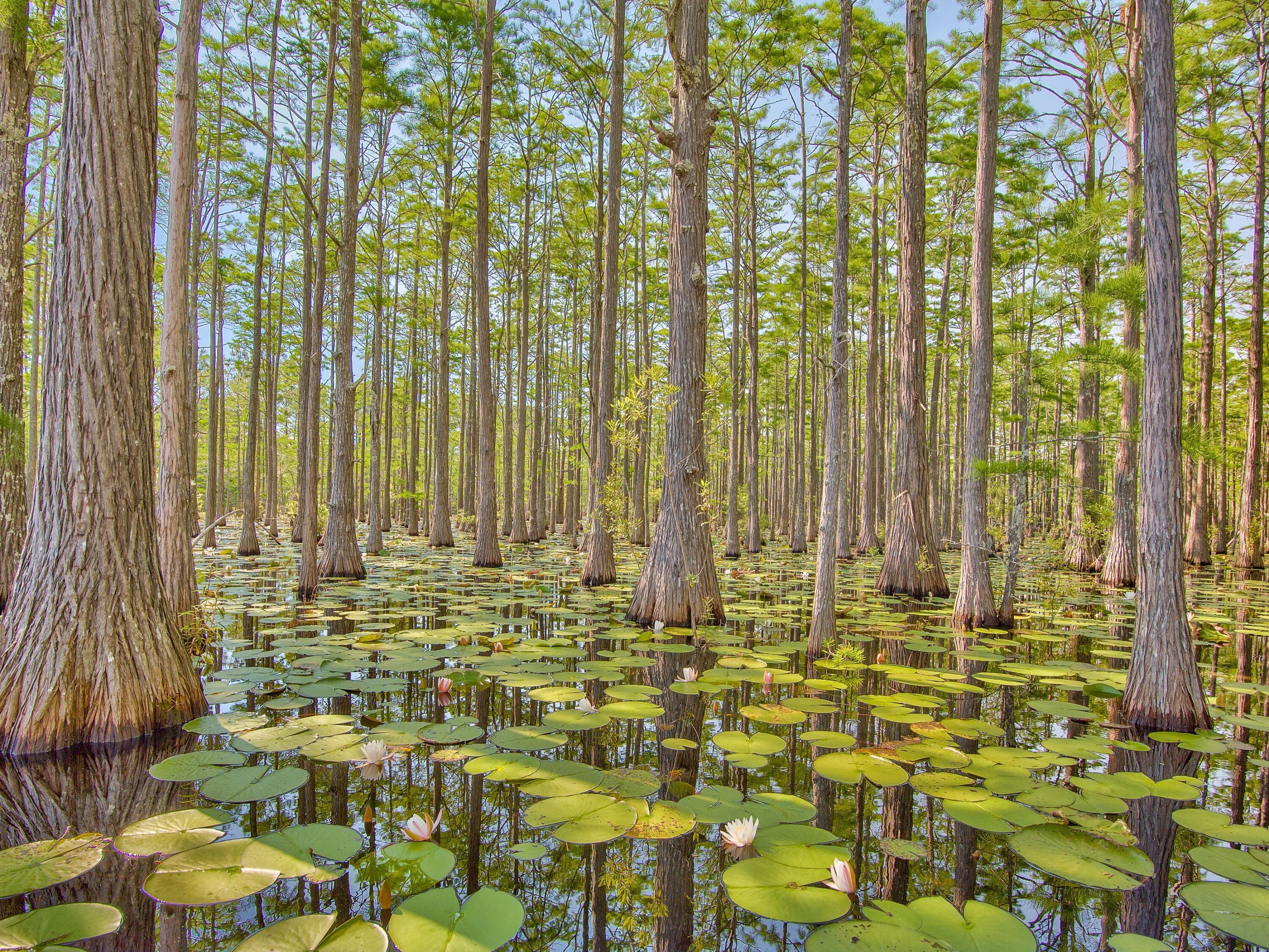 Lot 16 Cypress Drive