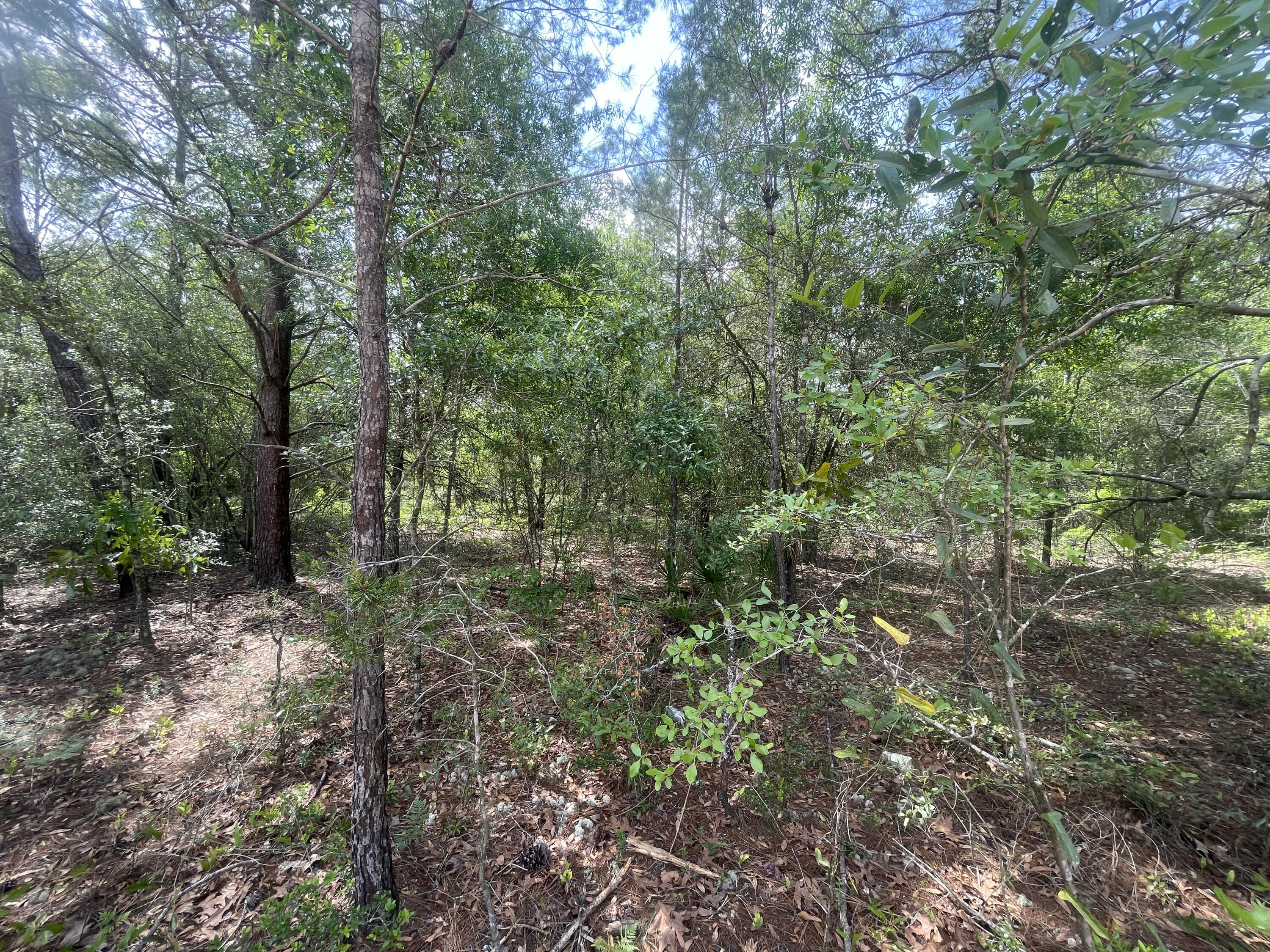 Lots 11/12 Passion Flower Street, DeFuniak Springs