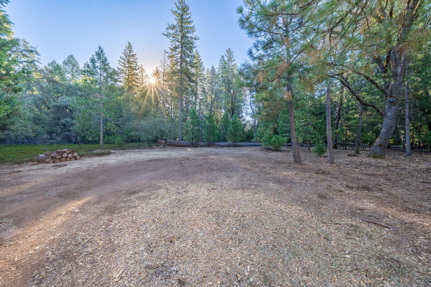 Cleared dirt area surrounded by tall trees, with stacked logs and sunlight filtering through the woods.