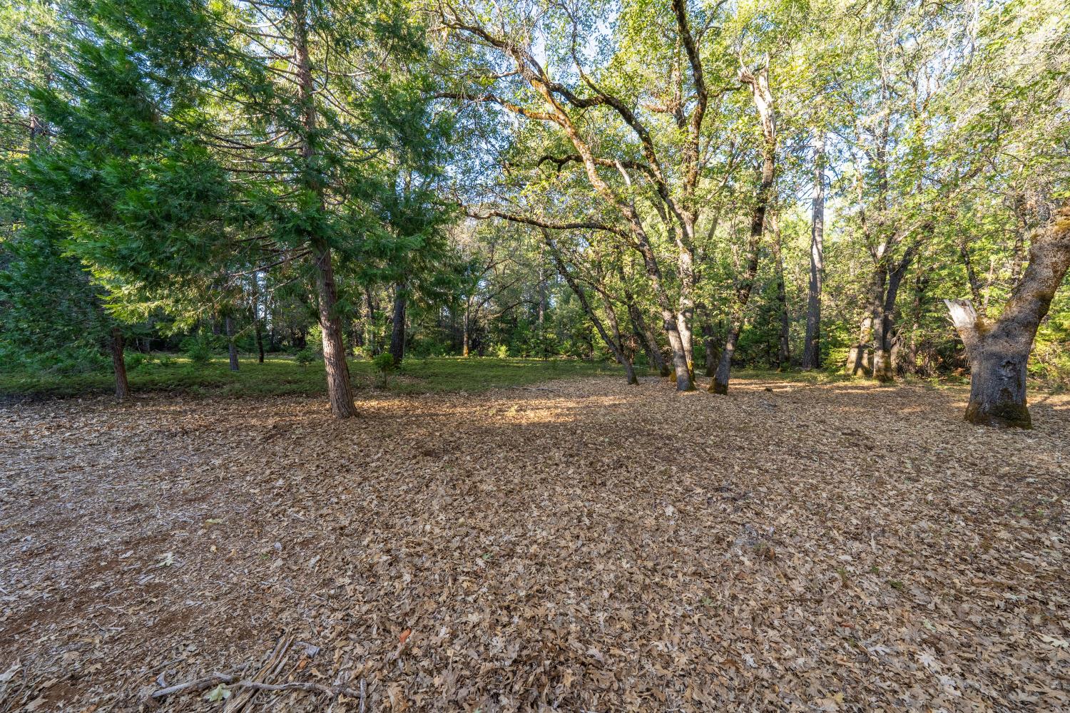 Wooded property with mature trees, leaf-covered ground, and an open clearing.