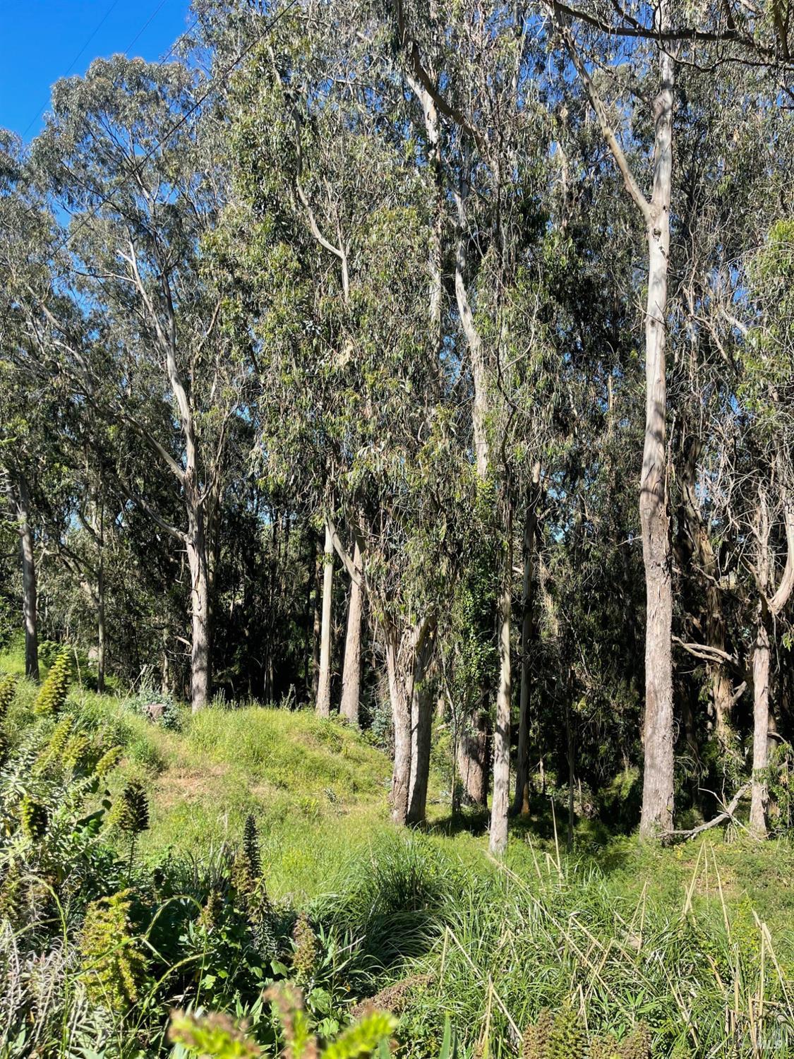 Larch Rd