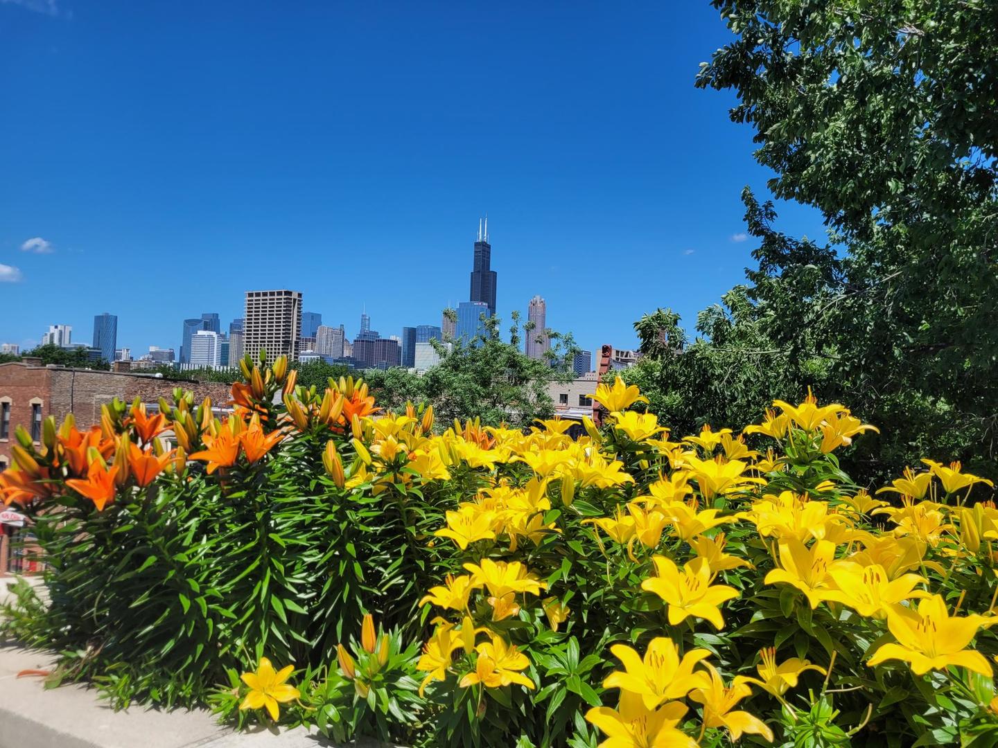 1016 S Racine Avenue Unit: 302