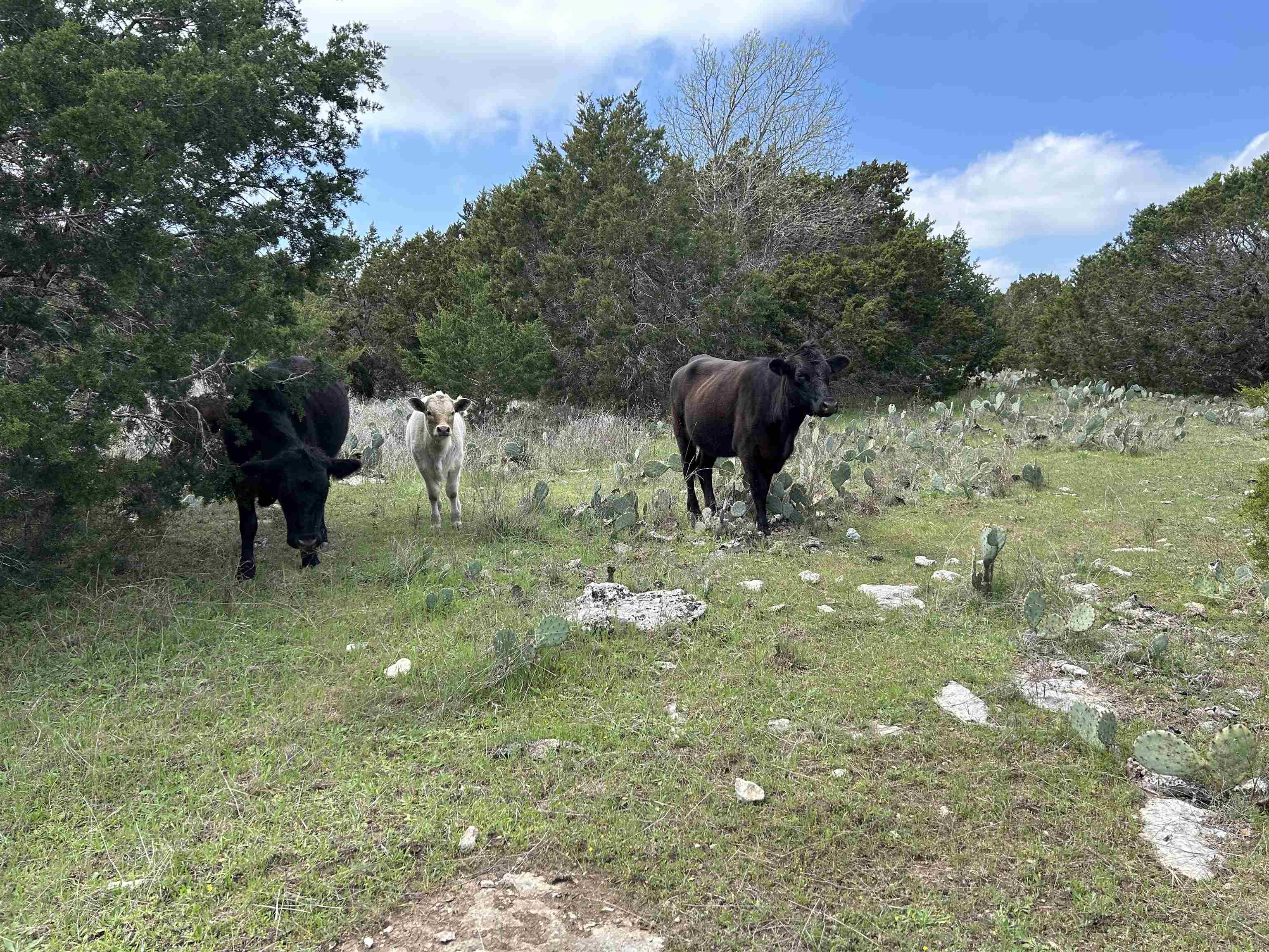 4319 N US-281 Highway