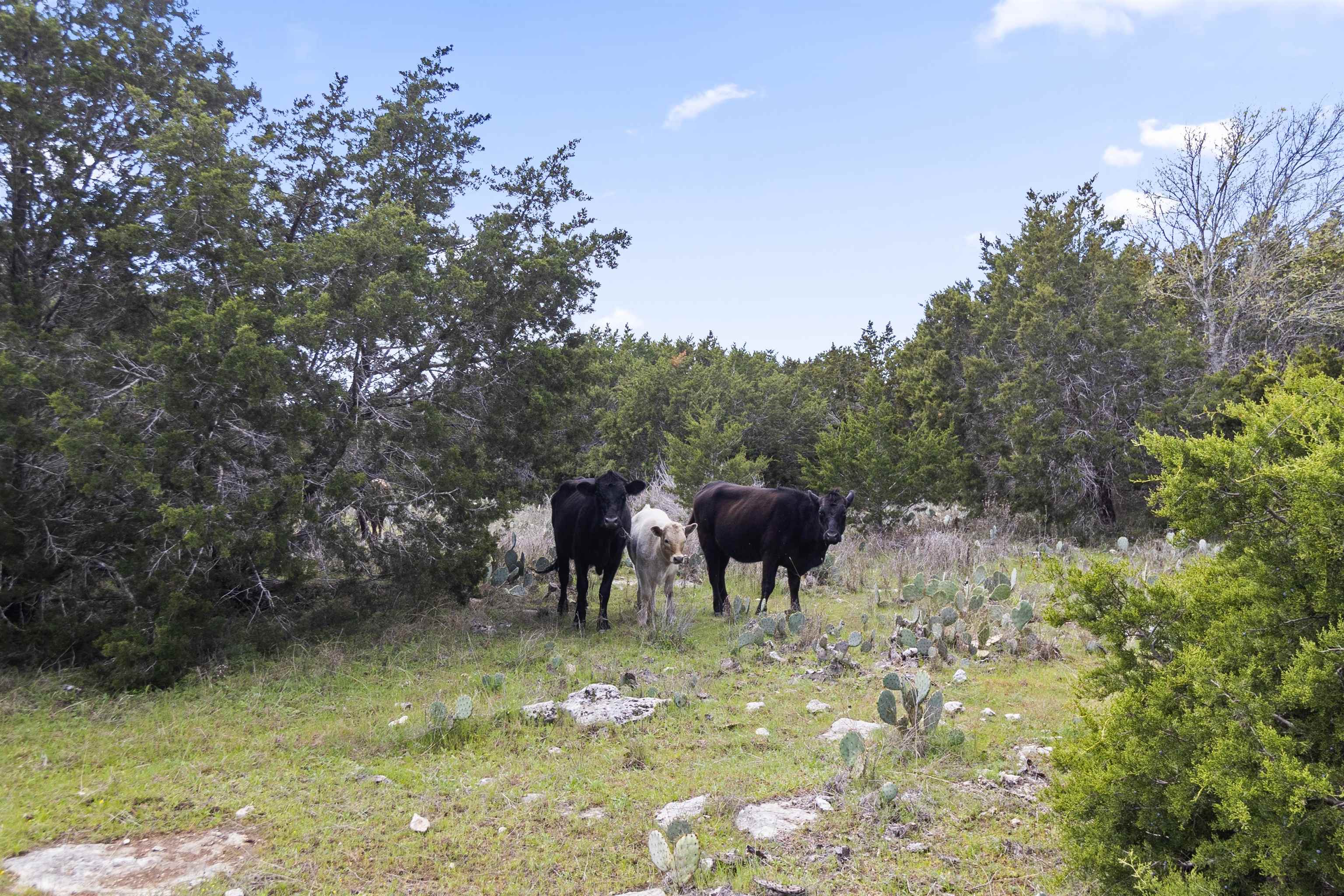 4319 N US-281 Highway