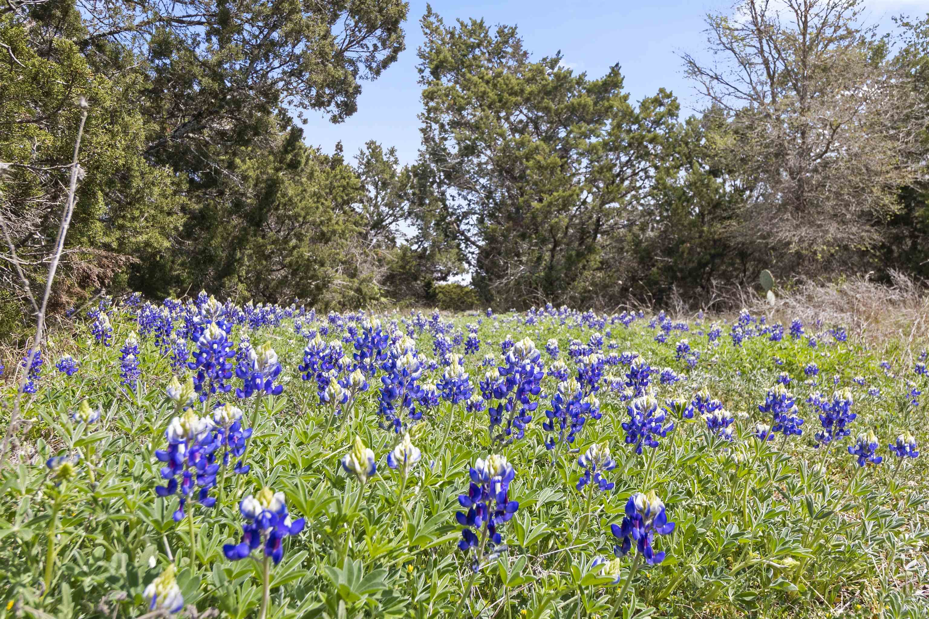 4319 N US-281 Highway