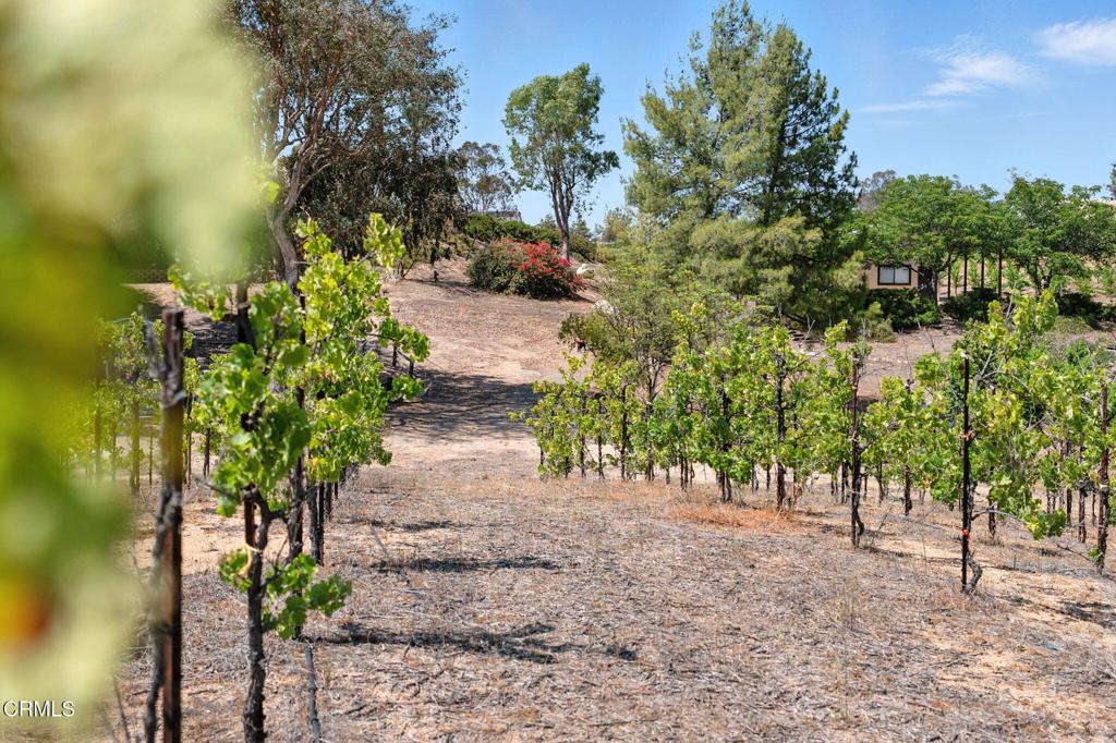 38470 Ave De La Bandolero