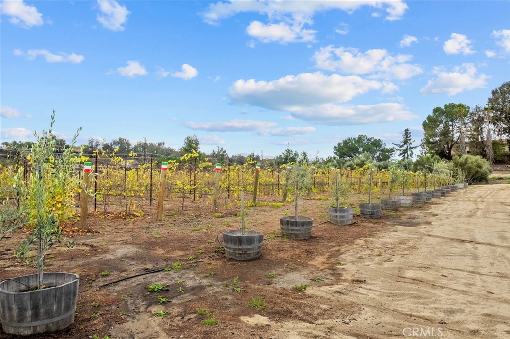 41309 Avenida Biona