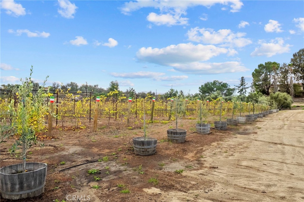 41309 Avenida Biona