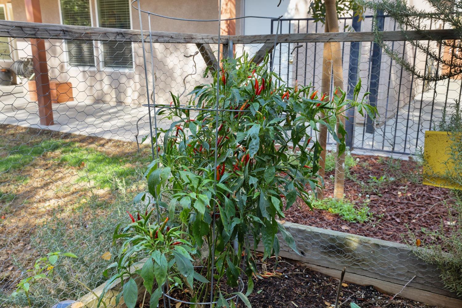 2390 Black Oak Street