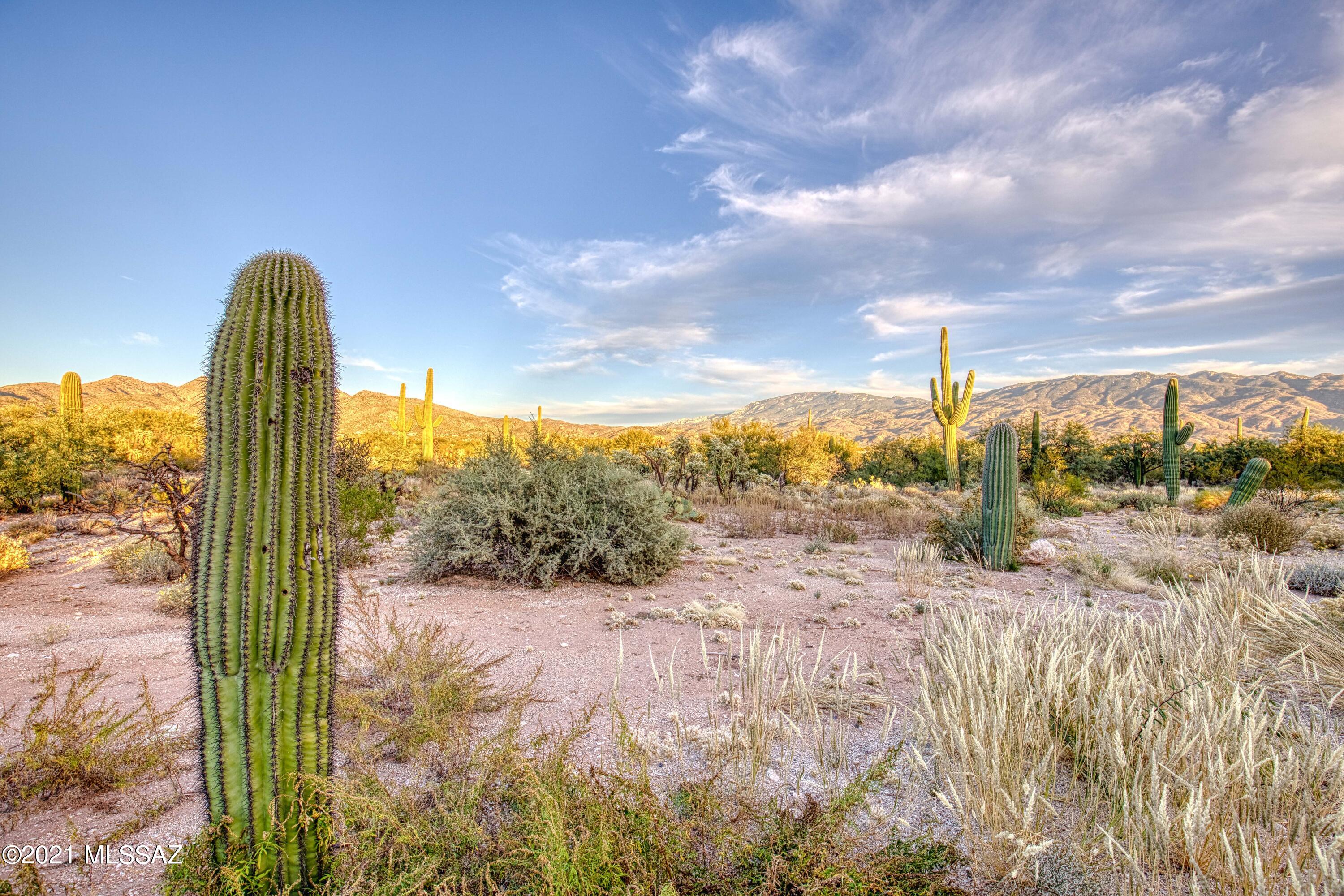 2756 N Megafauna Court