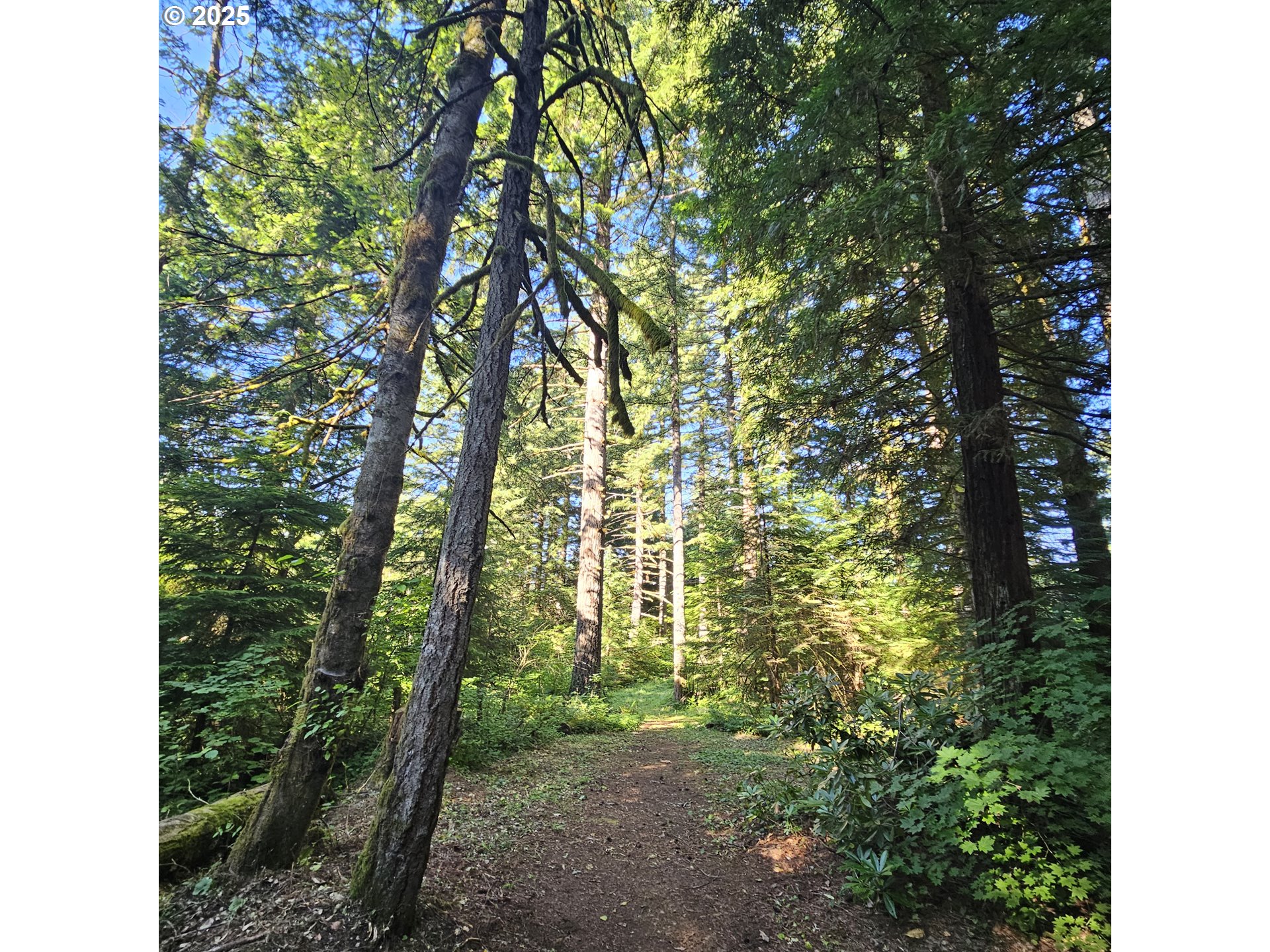 241 SKAMANIA MINES RD