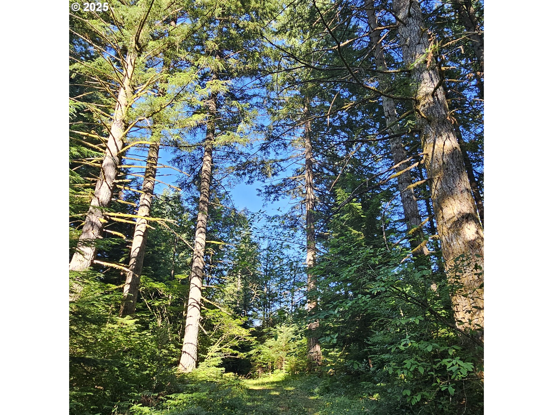 241 SKAMANIA MINES RD