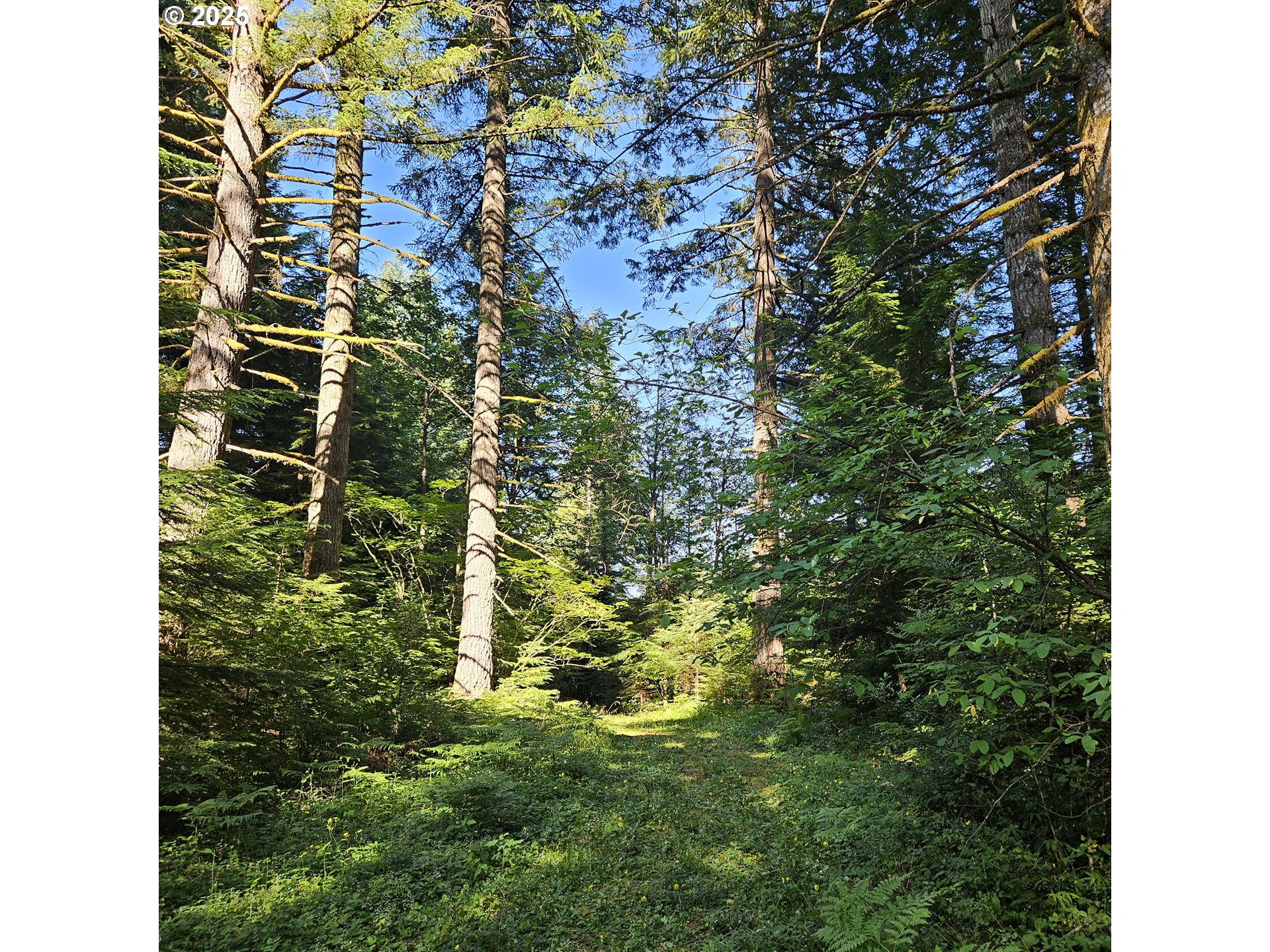 241 SKAMANIA MINES RD