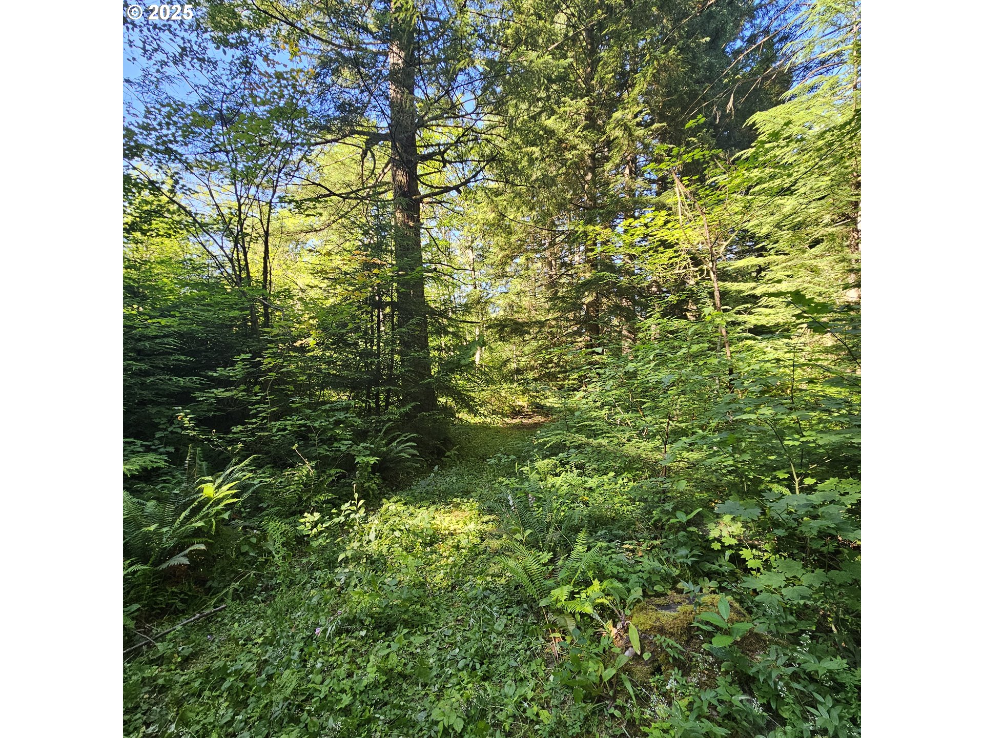241 SKAMANIA MINES RD