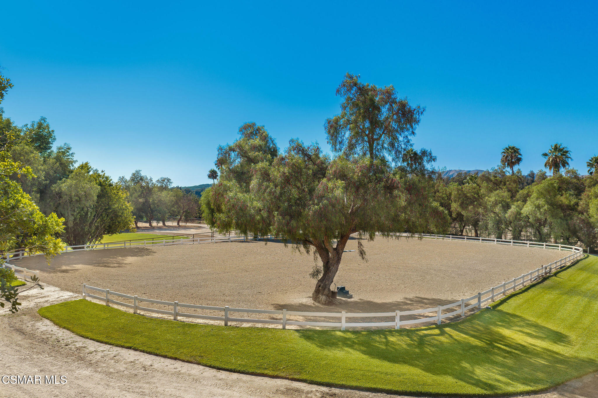 Outdoor riding arena with a sandy surface, white fencing, and a large tree at its center.
