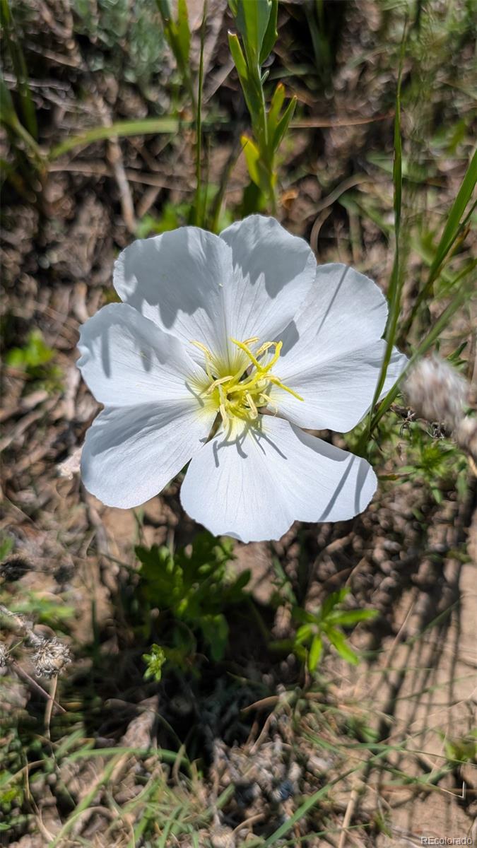 Parcel C W County Road 105