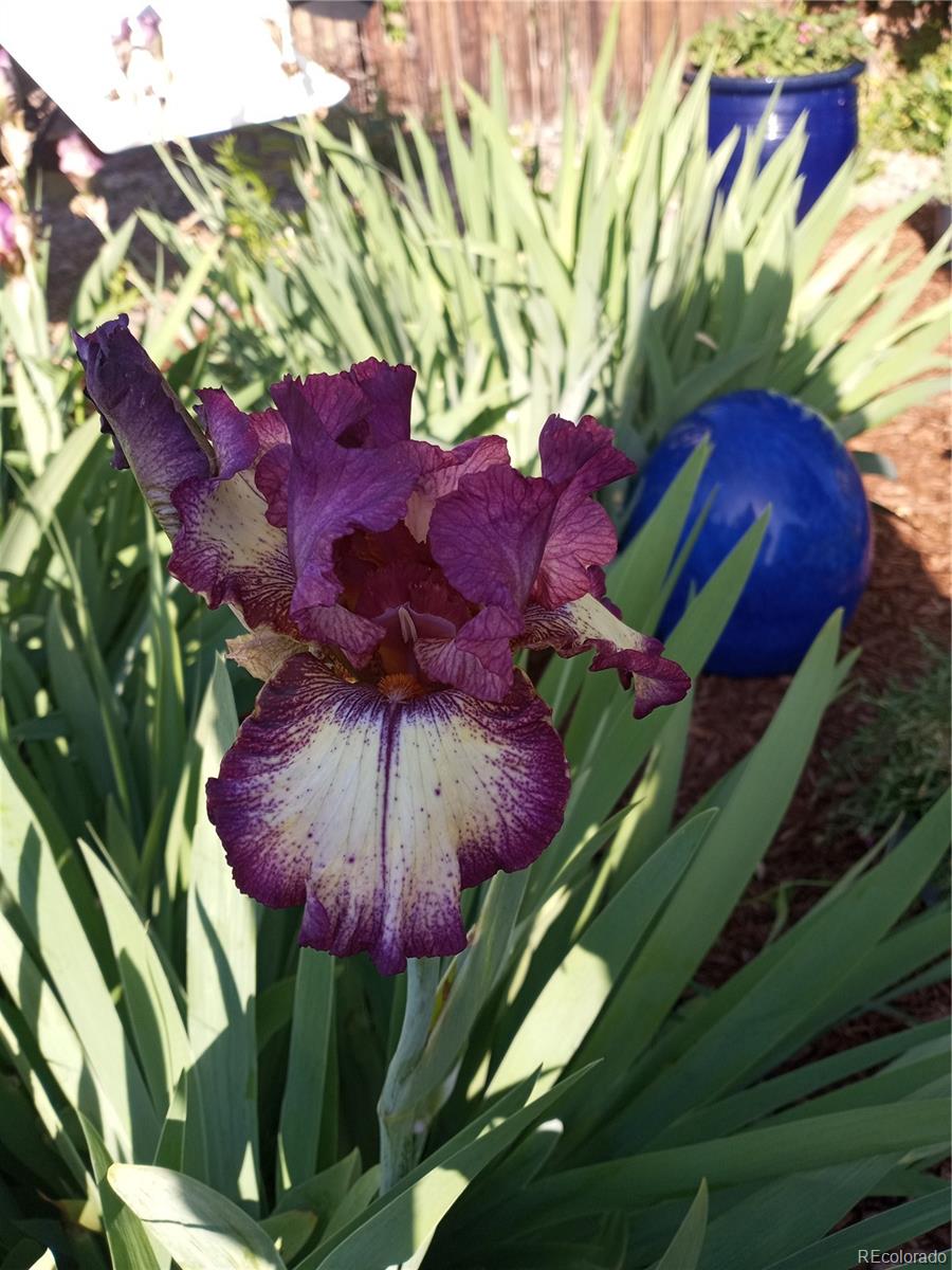 6925 S Dexter Street