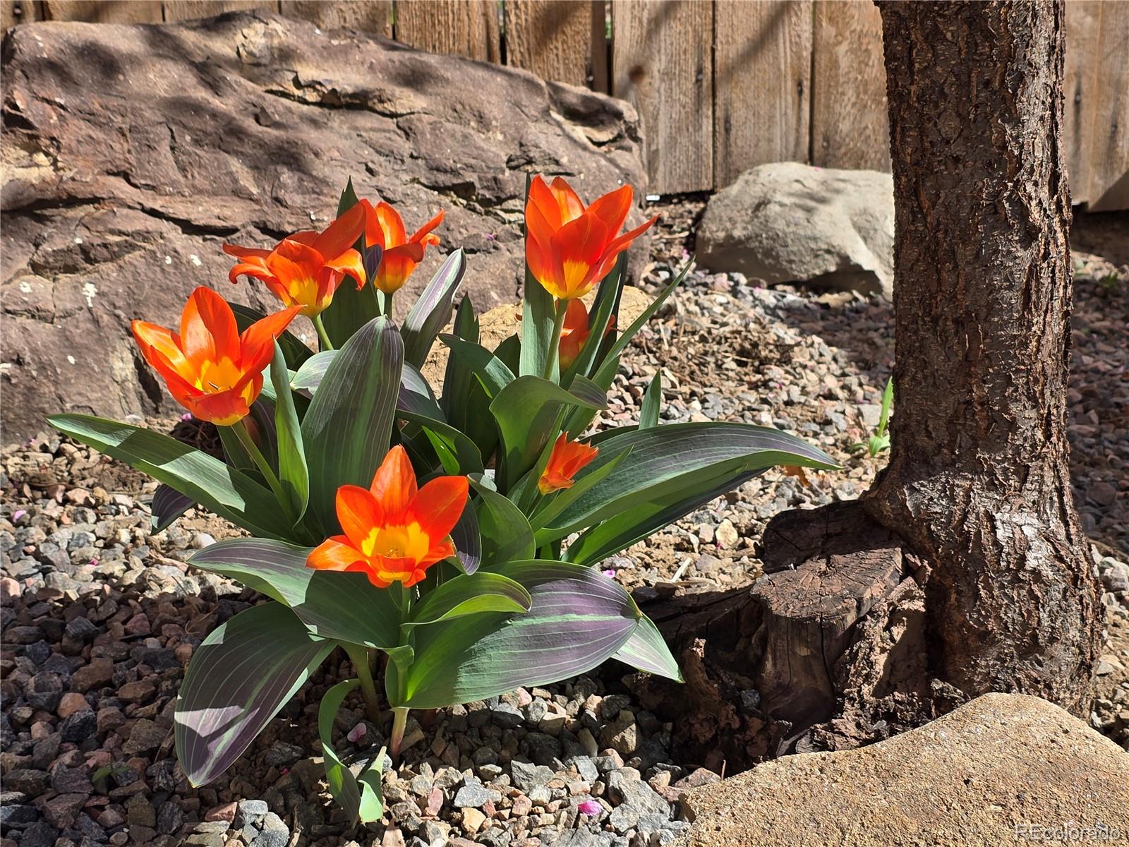 17544 E Wesley Place