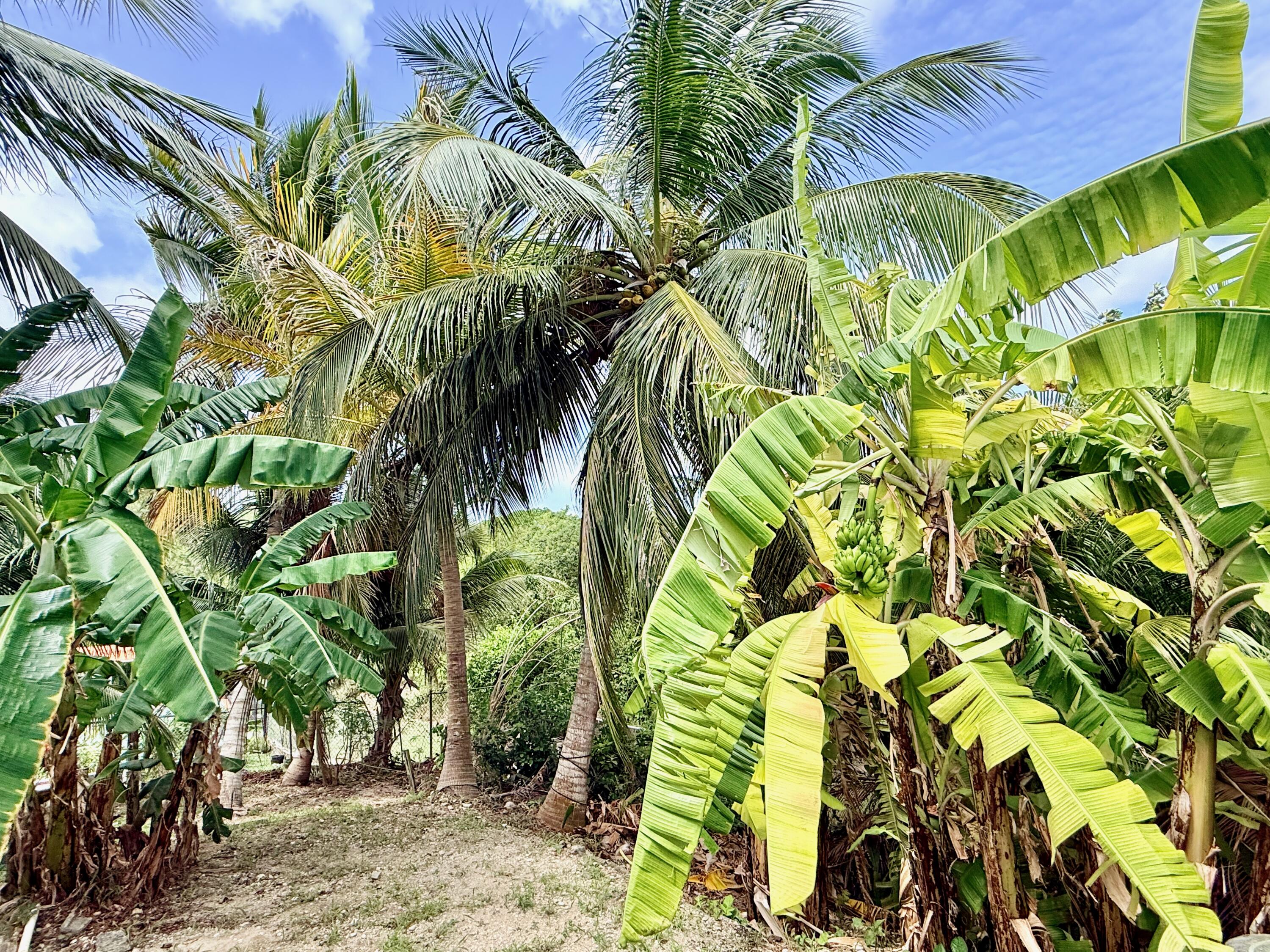 49 Rattan QU, St. Croix