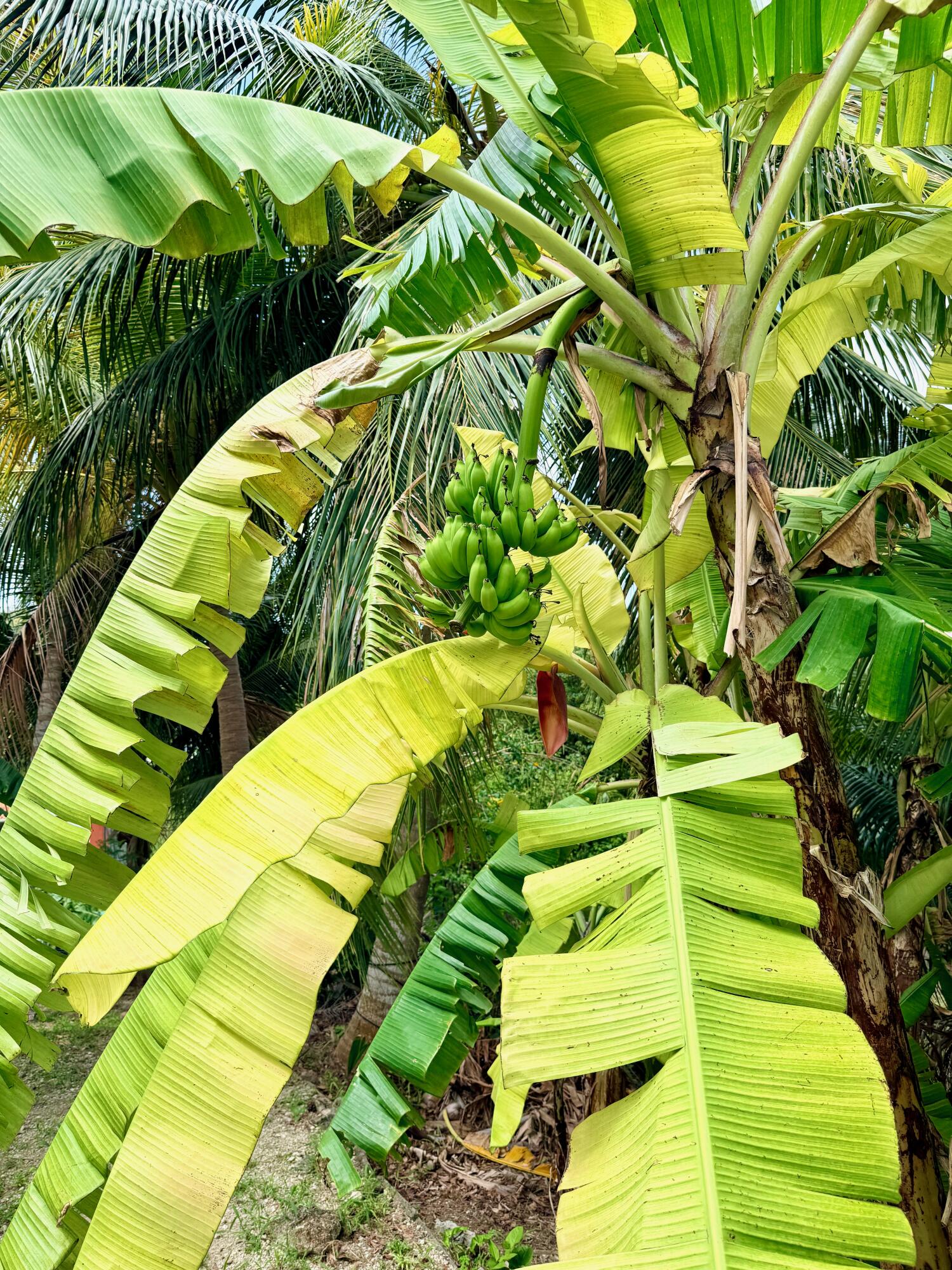 49 Rattan QU, St. Croix