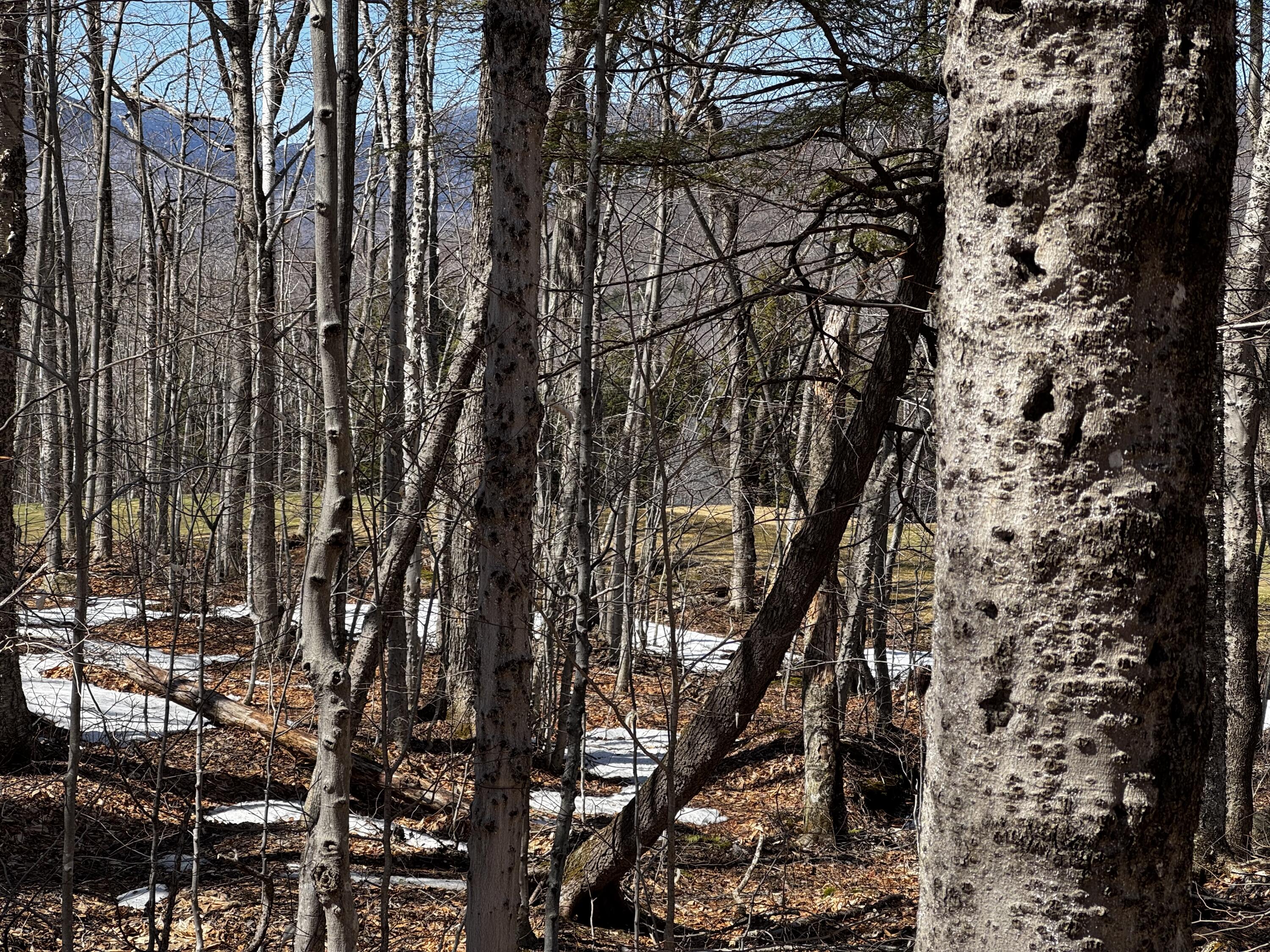 Lot 26 Wilderness Drive
